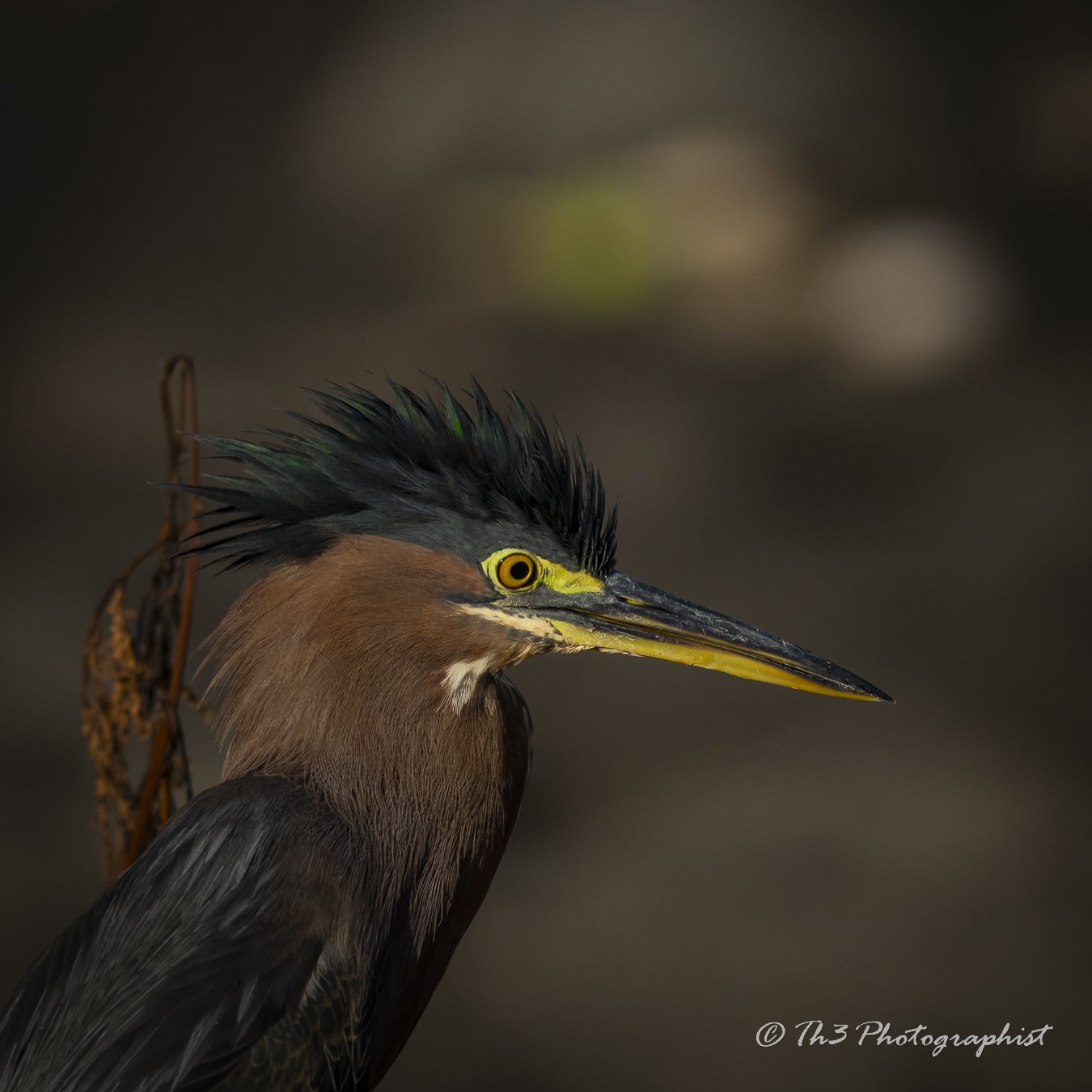 The Emerald Crowned Prince (Green Heron)