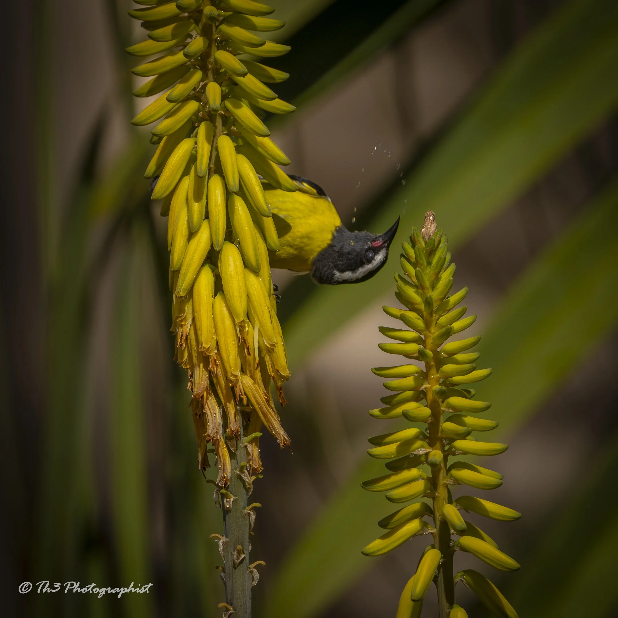 Avian Acrobatics (Bananaquit)
