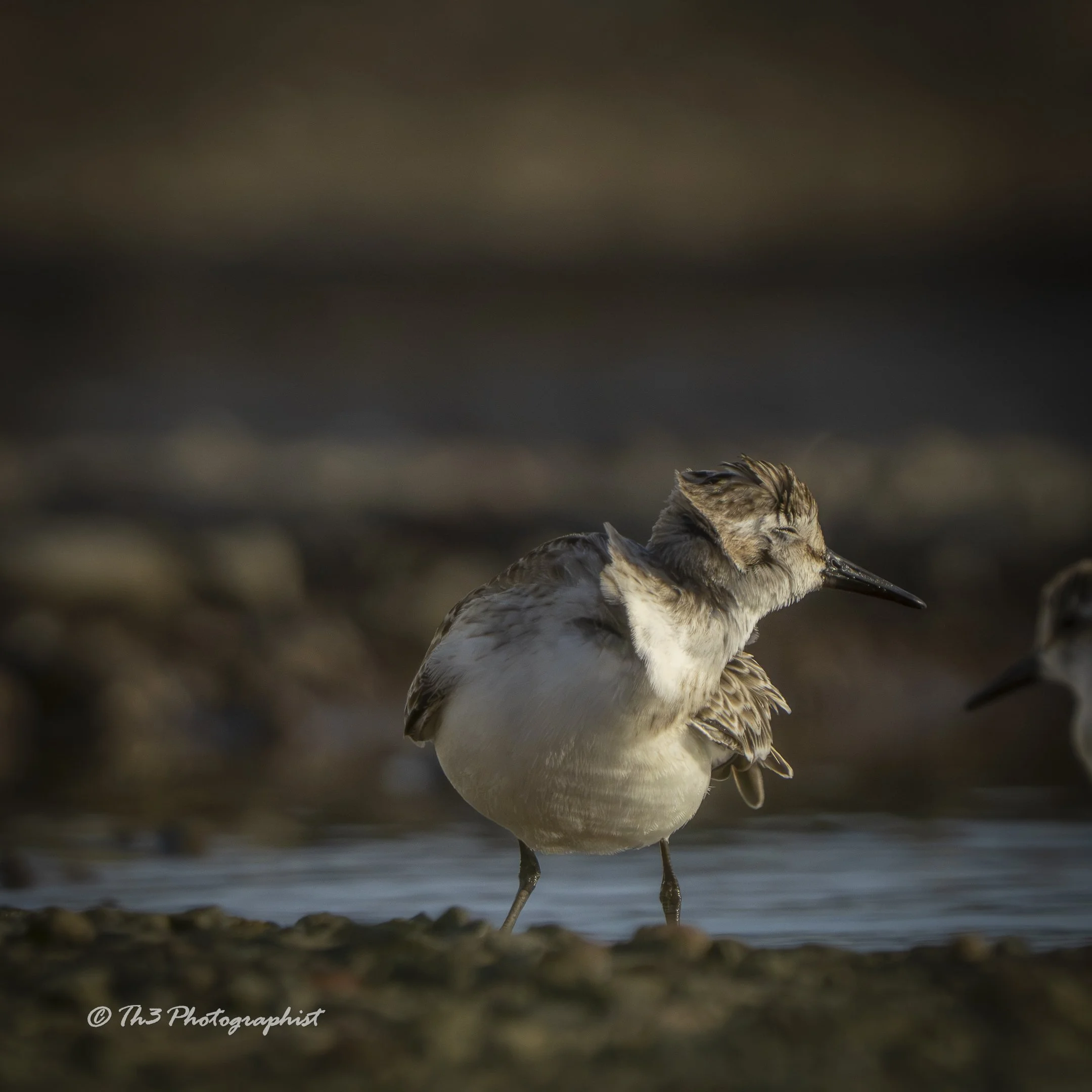 Bathe time Bliss 2 (Least Sandpiper)
