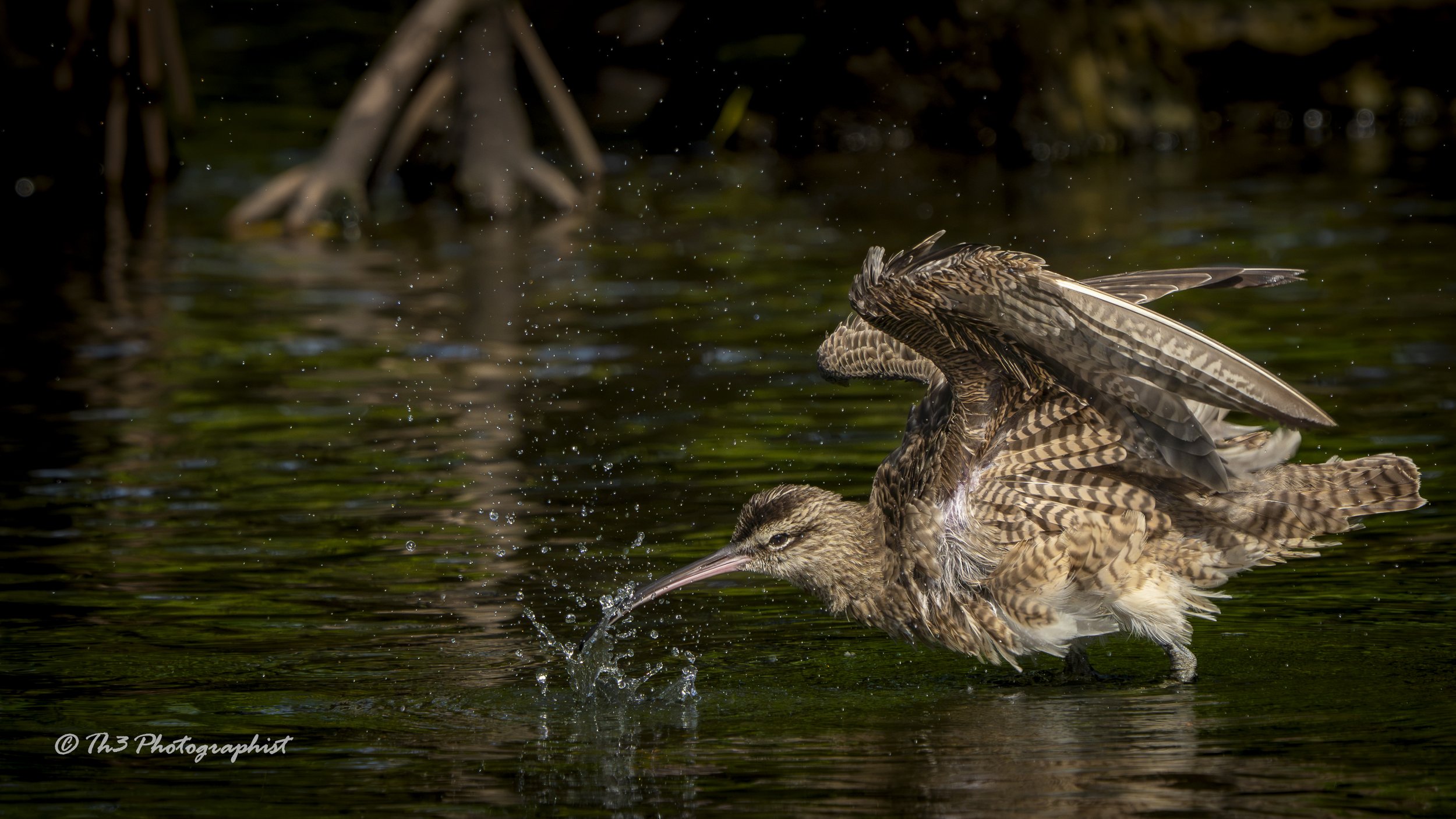 Air Dried (Hudsonian Whimbrel)