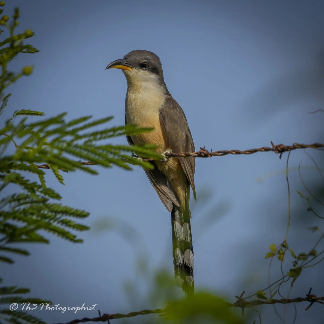 Mangrove Cuckoo