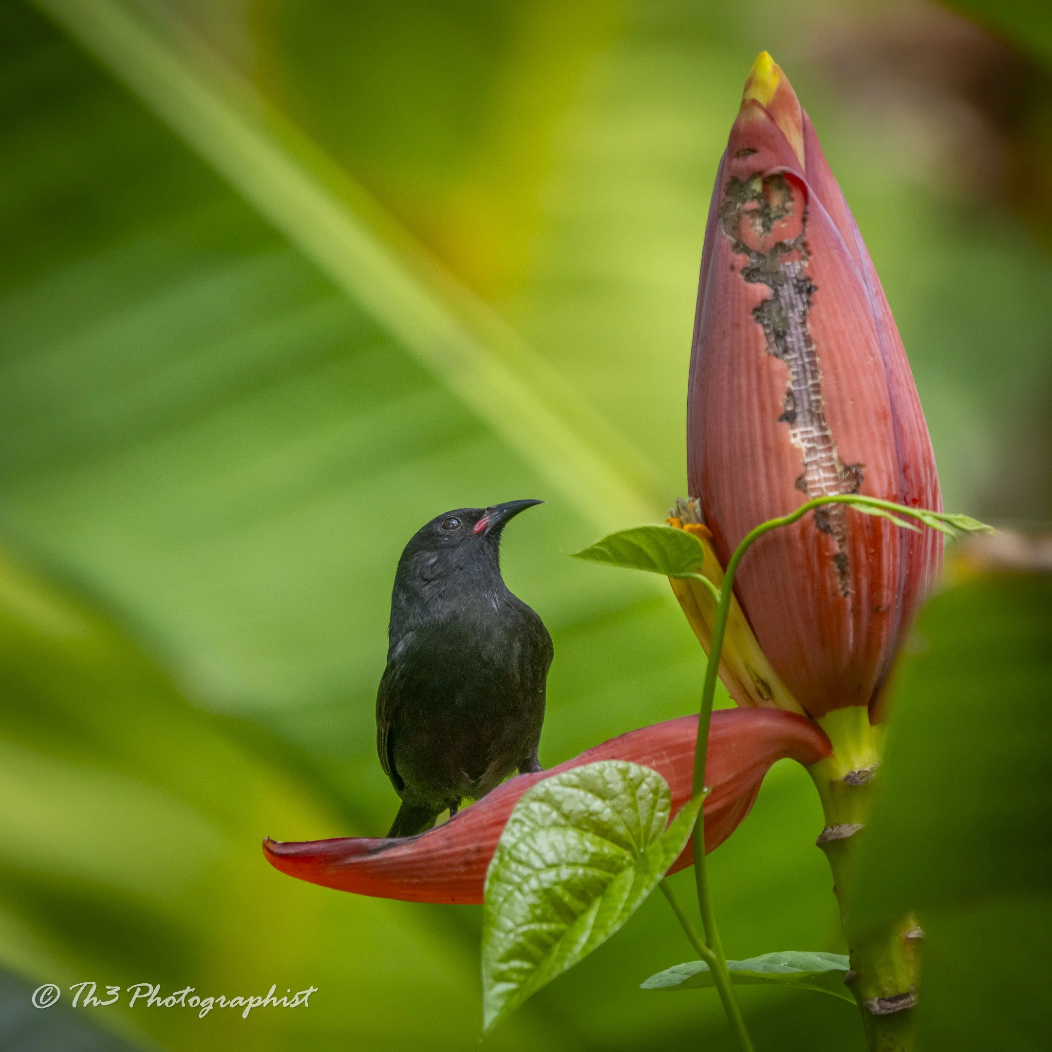 The Name-sake King (Black Bananaquit)
