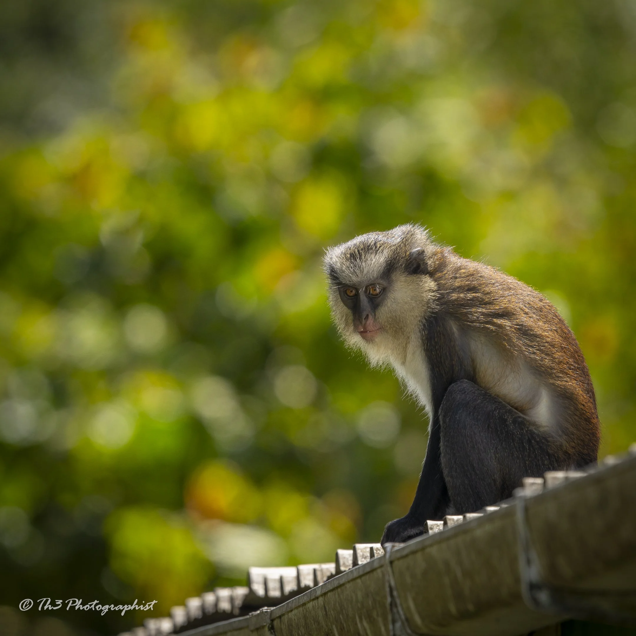 Monkey See (Mona Monkey)