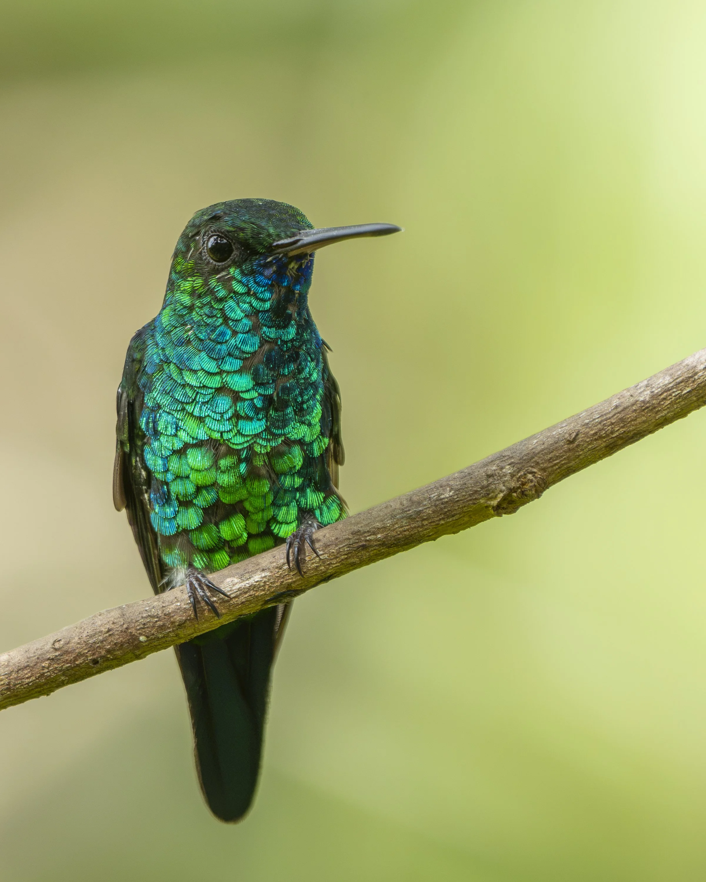 Living Gemstone (Blue-chinned Sapphire)
