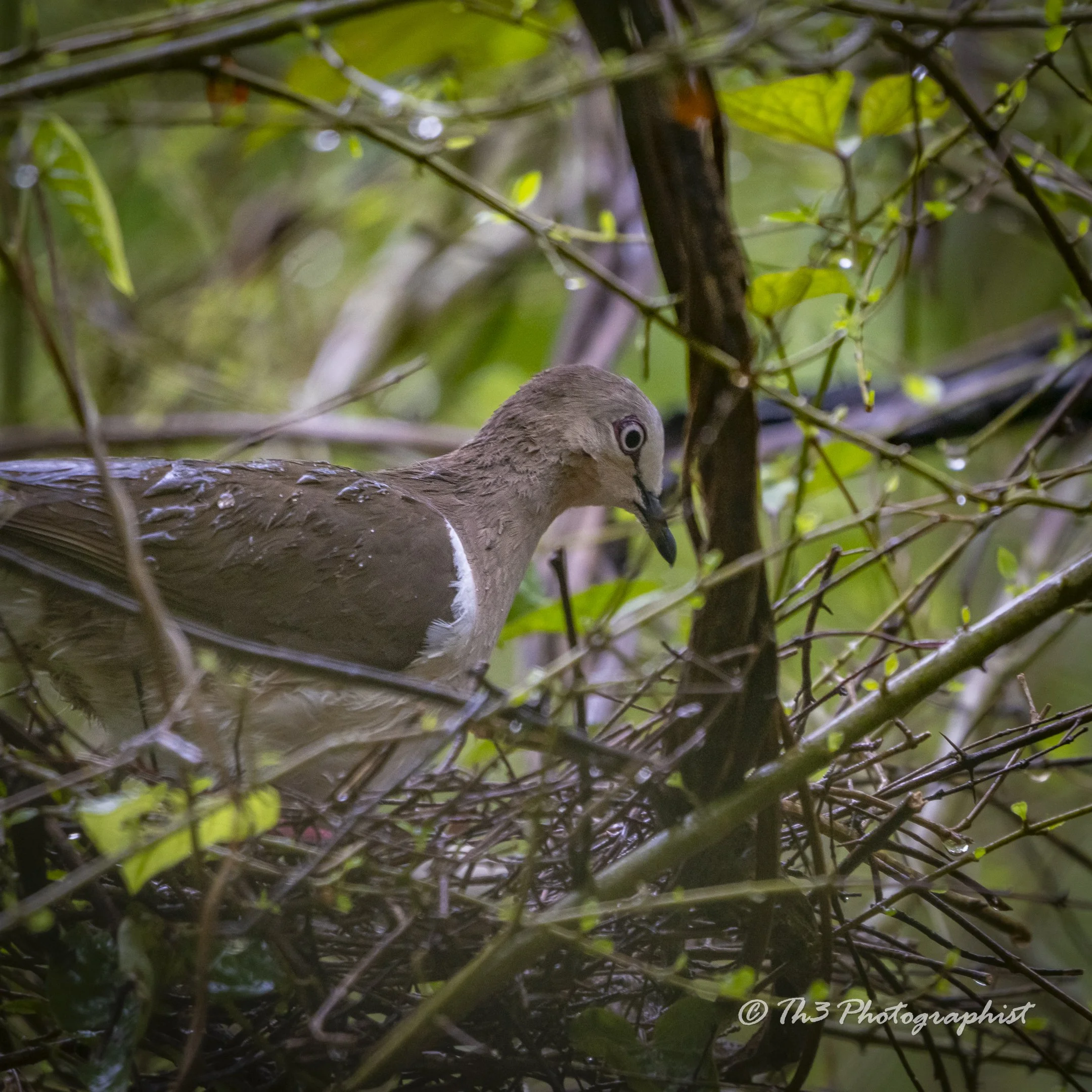 The Forest Ghost (Grenada Dove)