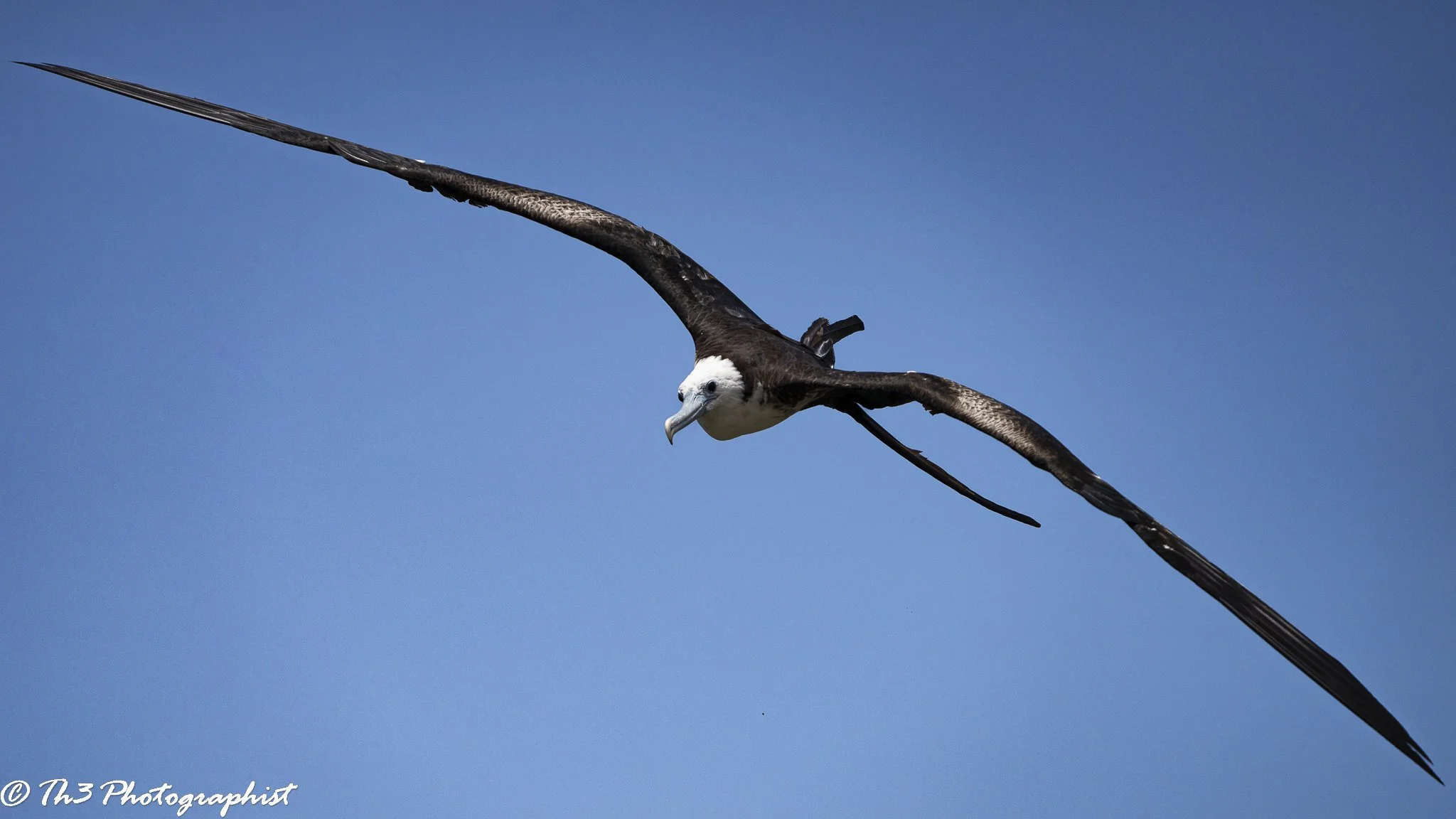 Full Frame Glider (Magnificent Frigatebird)