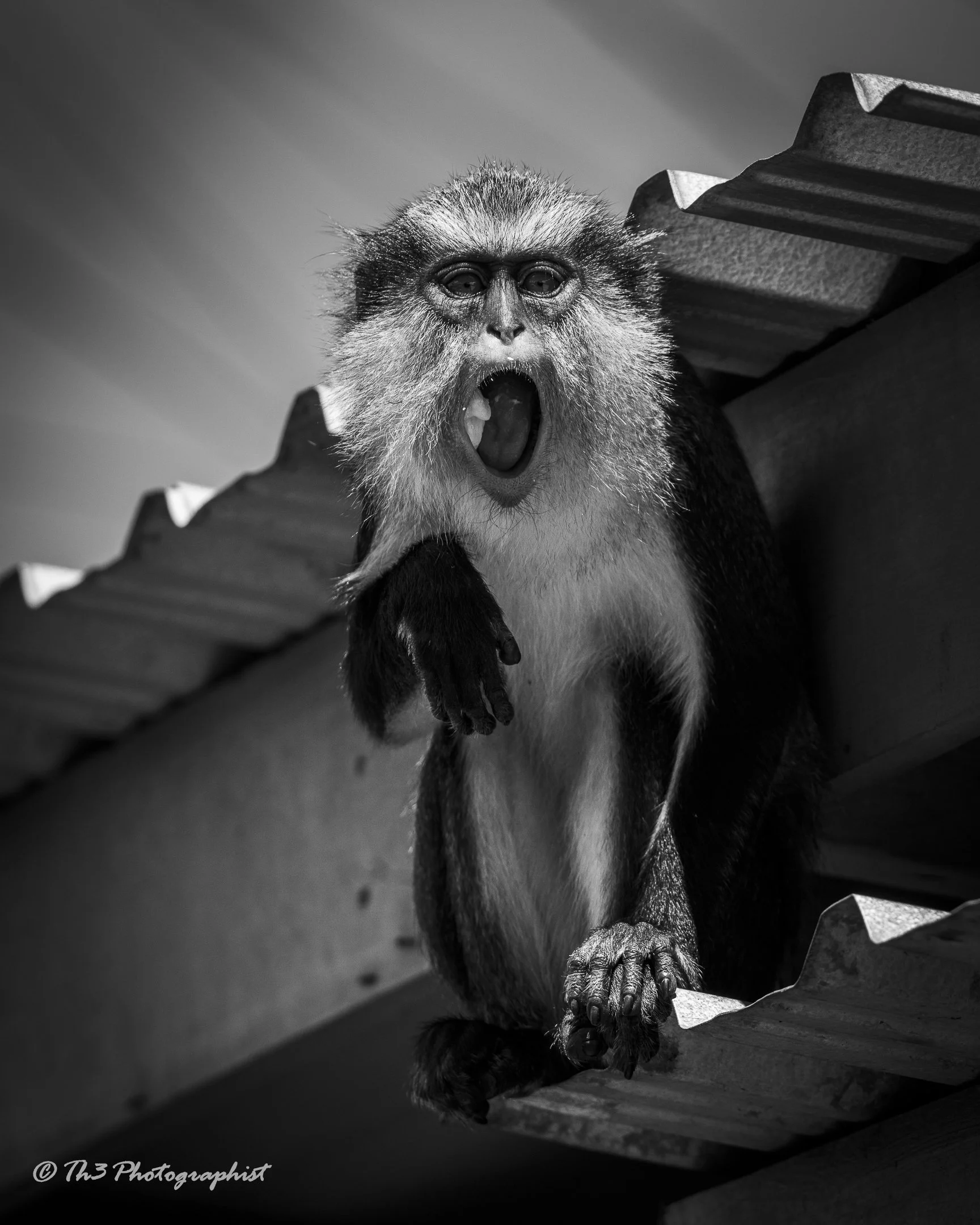 Did you want any? (Mona Monkey) 