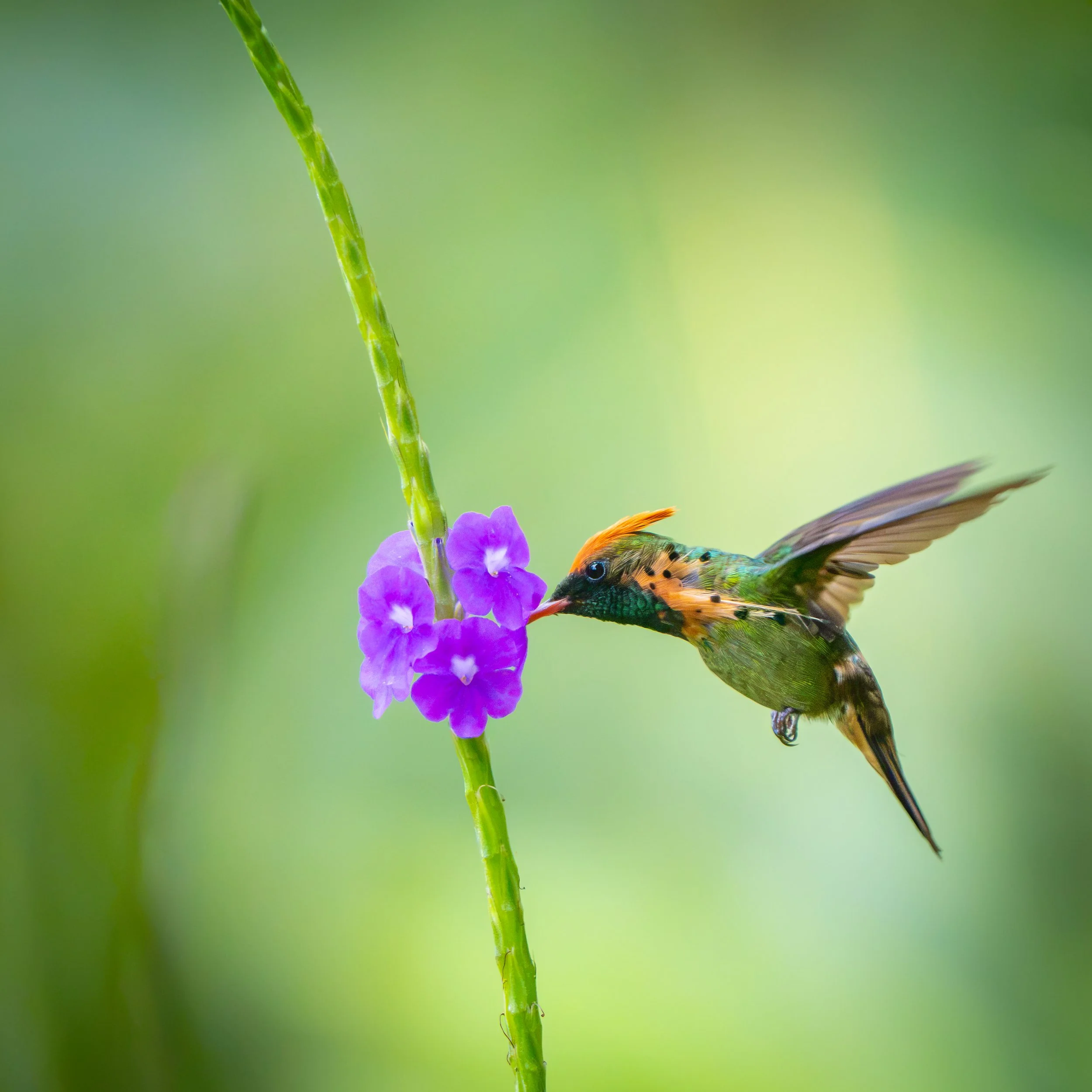 Birds of Trinidad