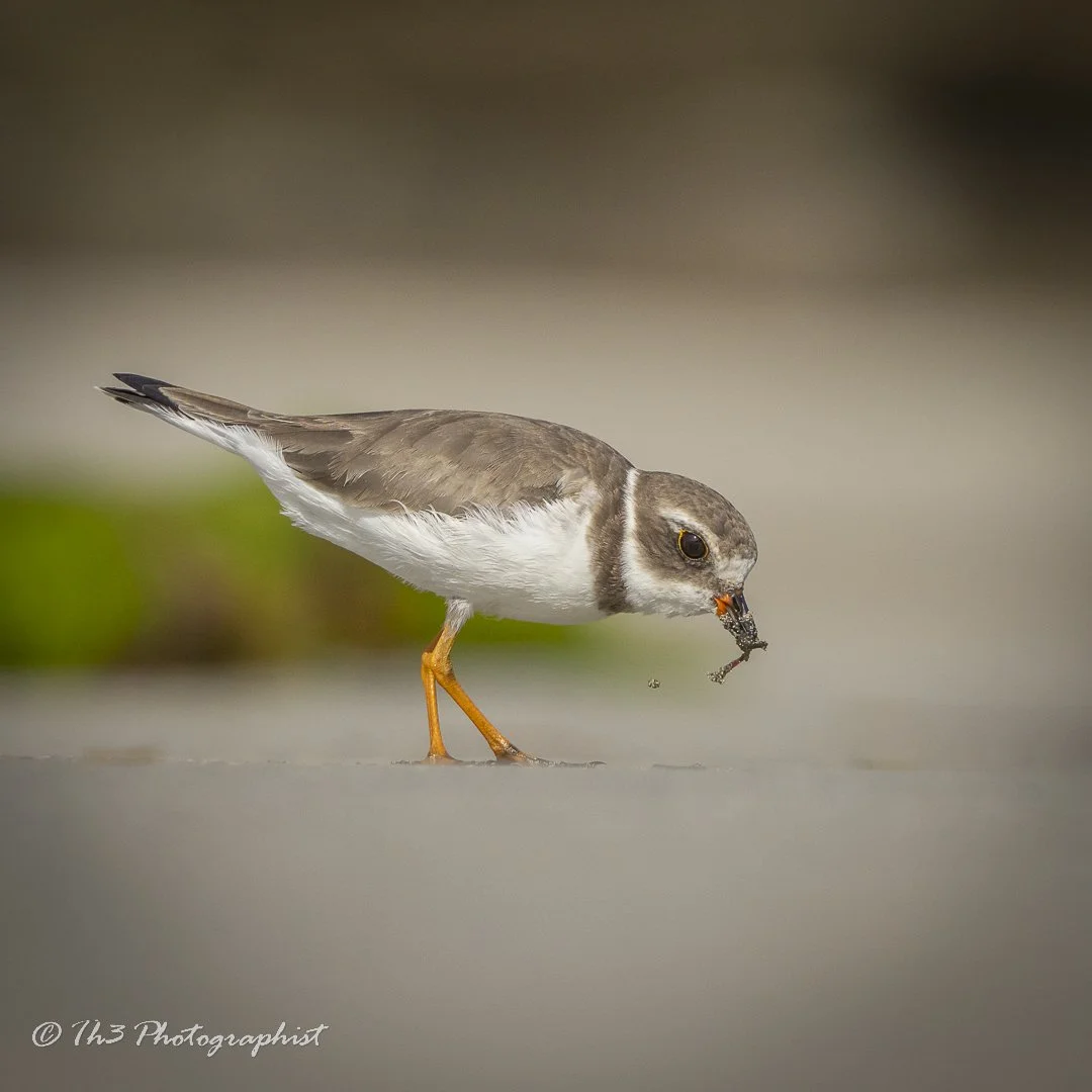 Semi-palmated Plover