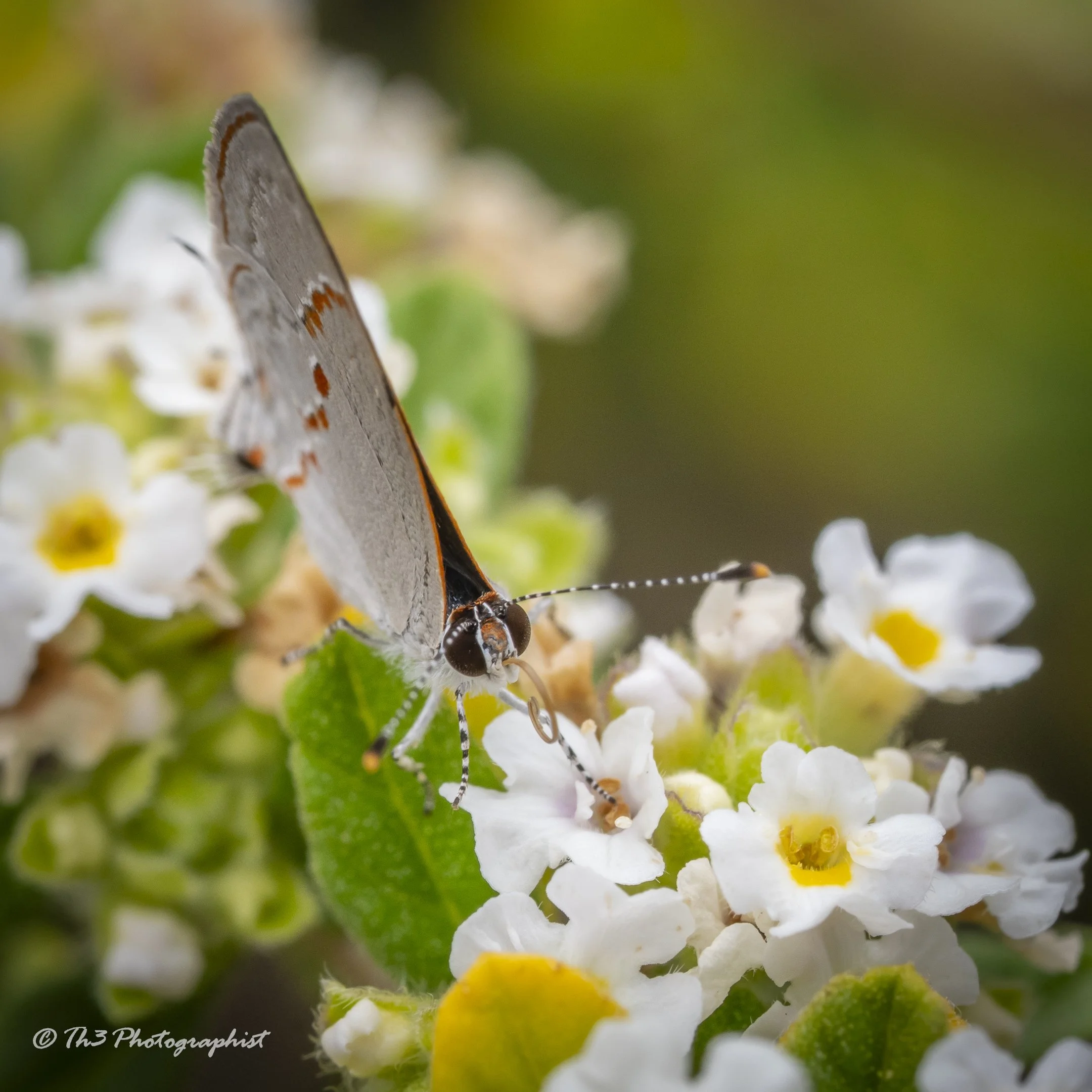 Grey Hairstreak Butterfly