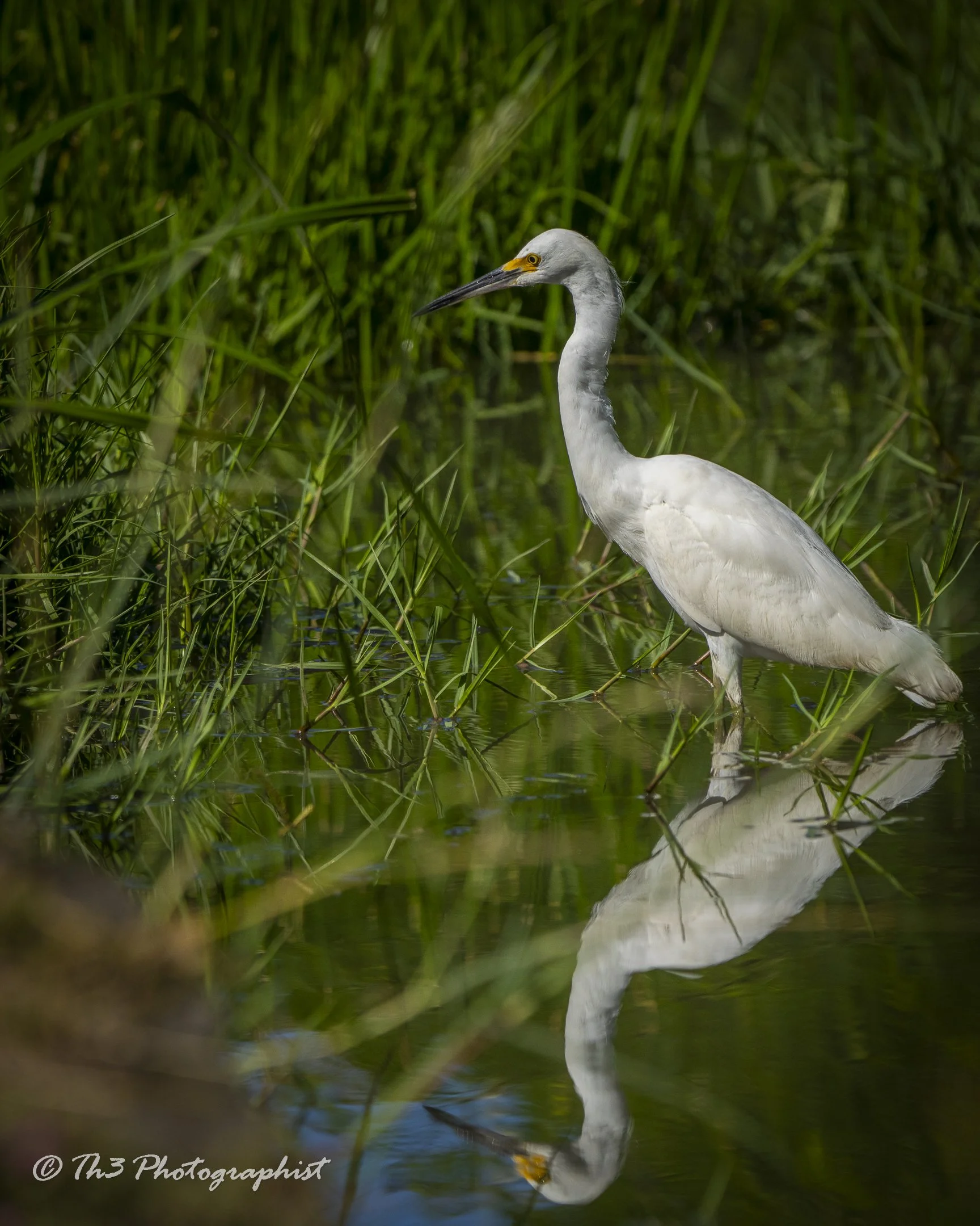 Snowy Egret