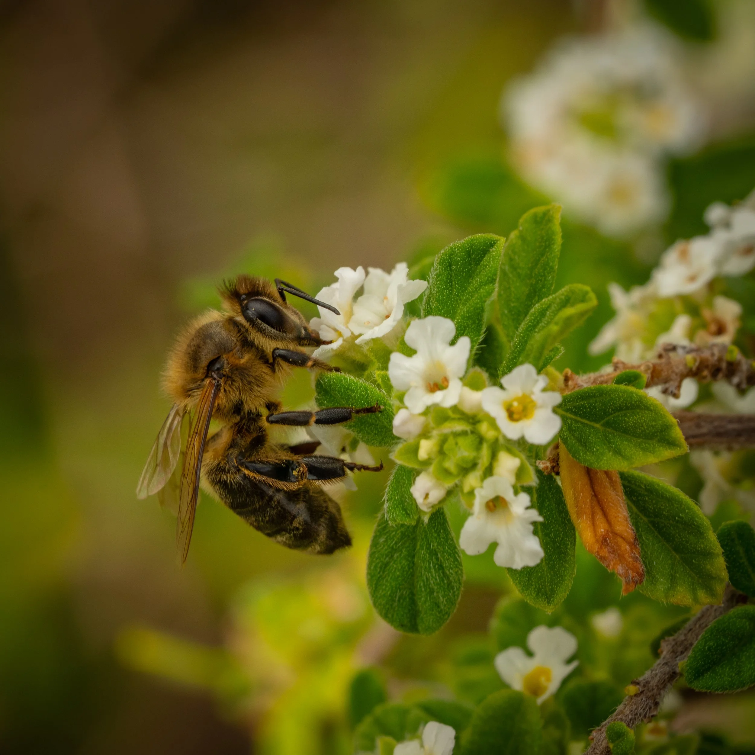 Close-up of a bee on white flowers with green leaves in the background.