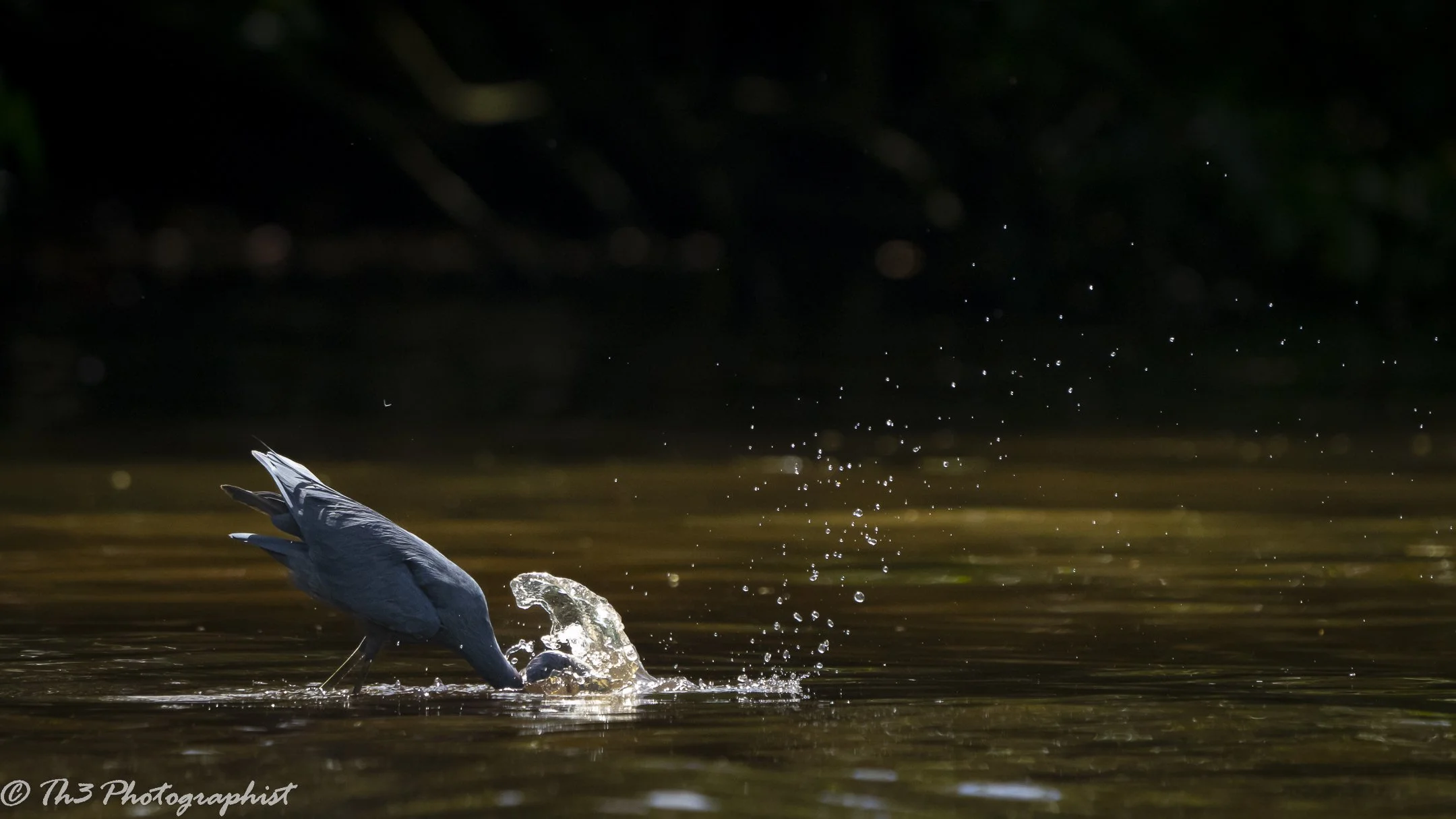Little Blue Heron