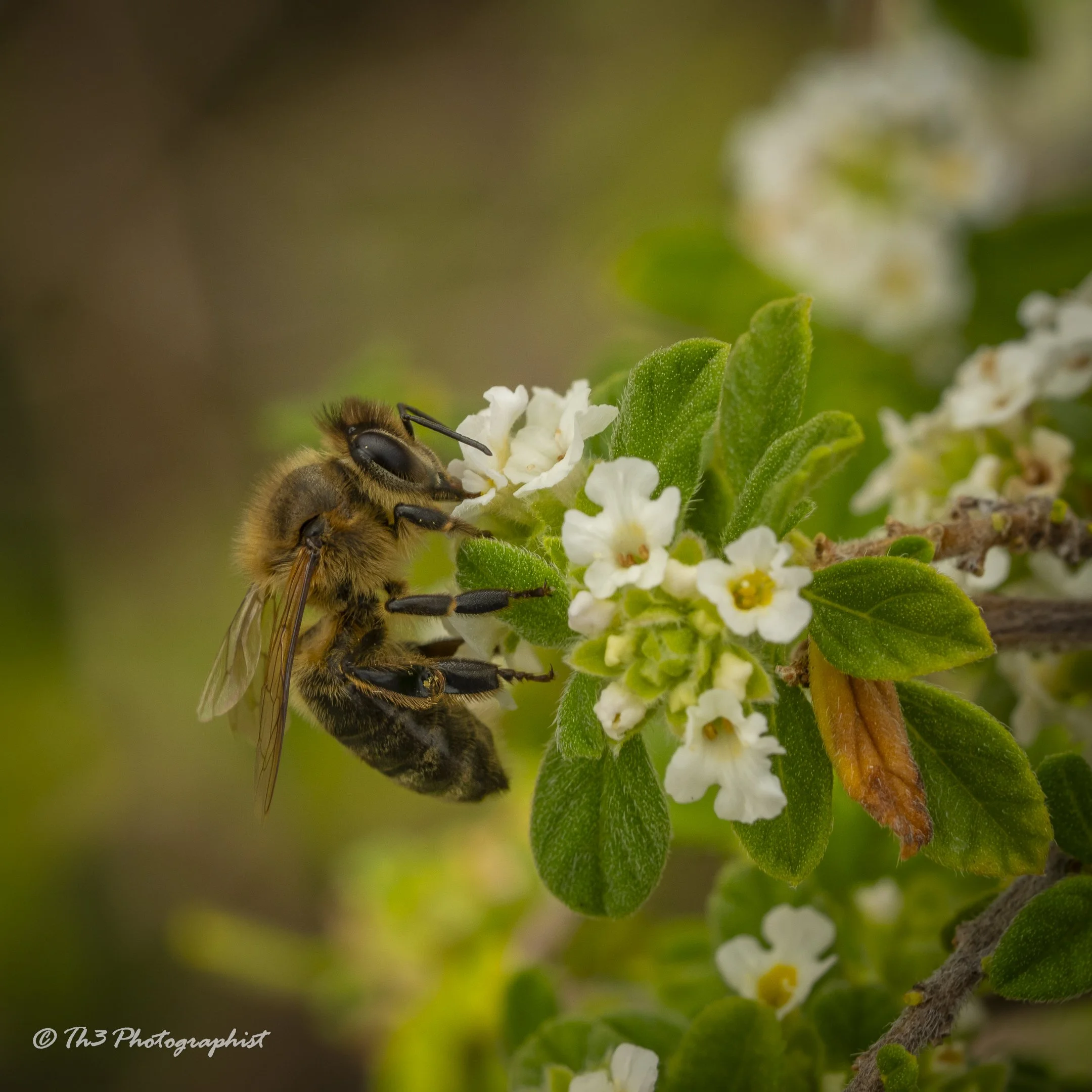 European Honeybee