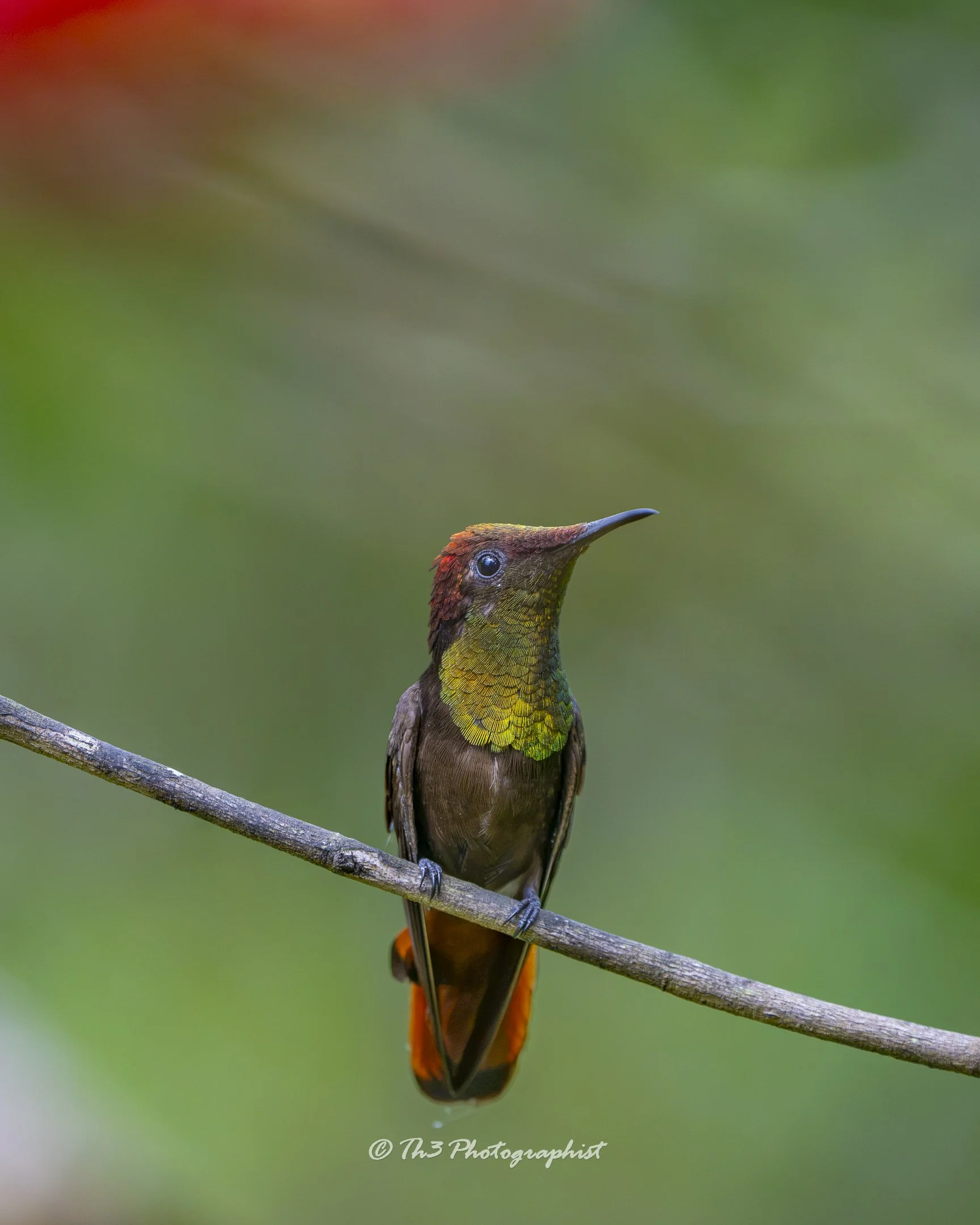 Ruby Topaz Hummingbird