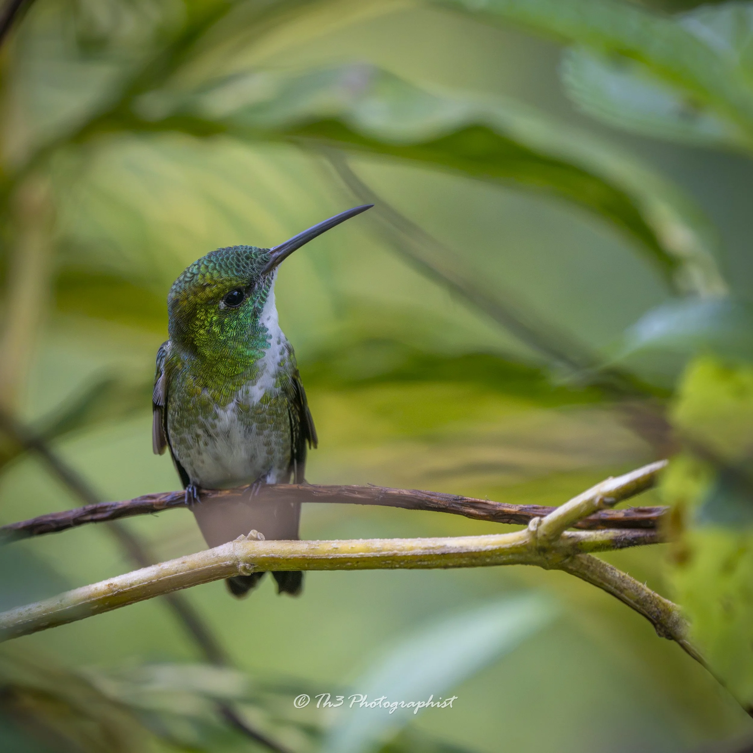 White-chested Emerald
