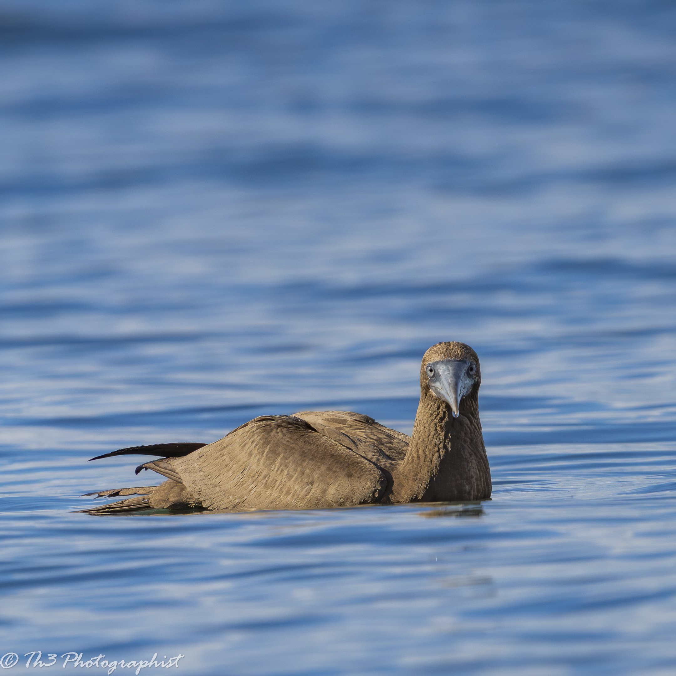 Tranquility (Juvenile Brown Booby)