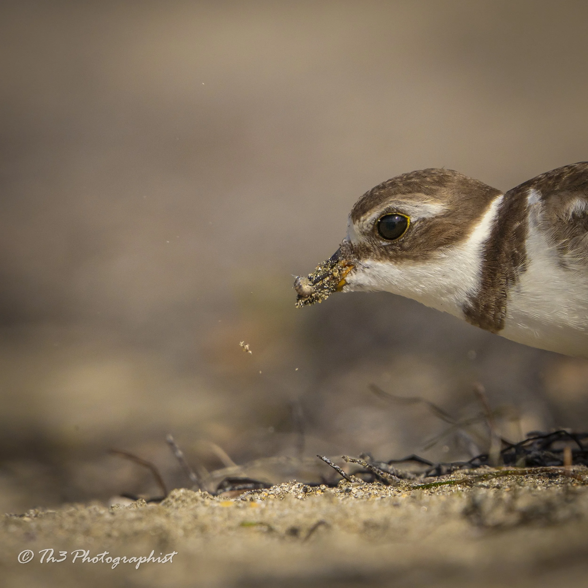 Snacking Small (Semi-palmated Plover)