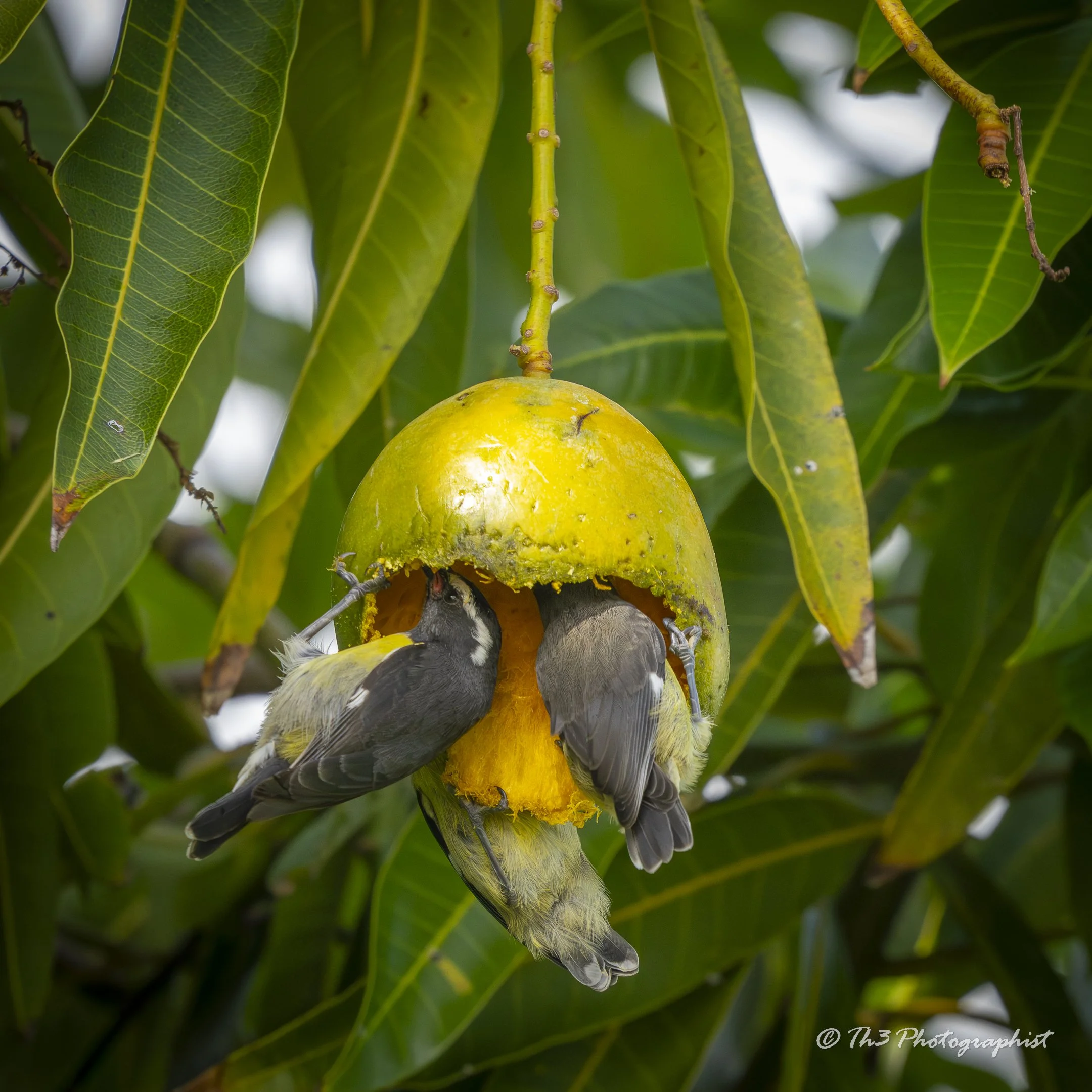 Mango Season Opener (Bananaquit)