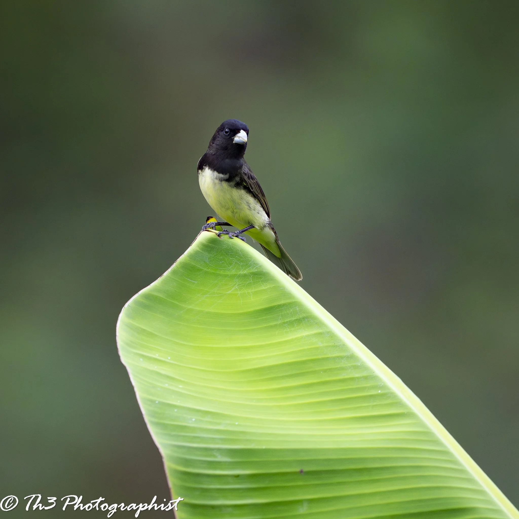 Yellow-bellied Seed Eater 