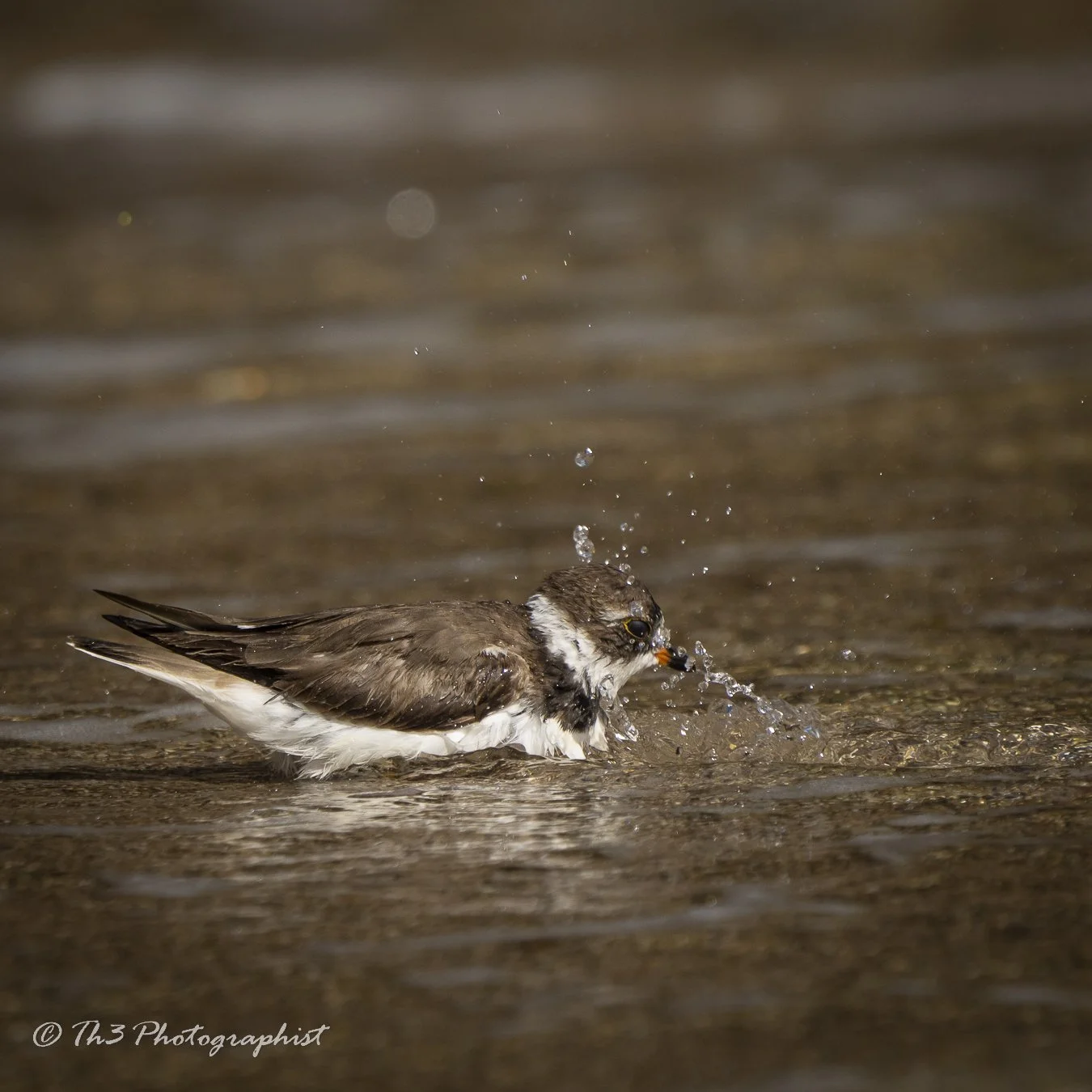 Birdy Bath Time (Semi-palmated Plover)