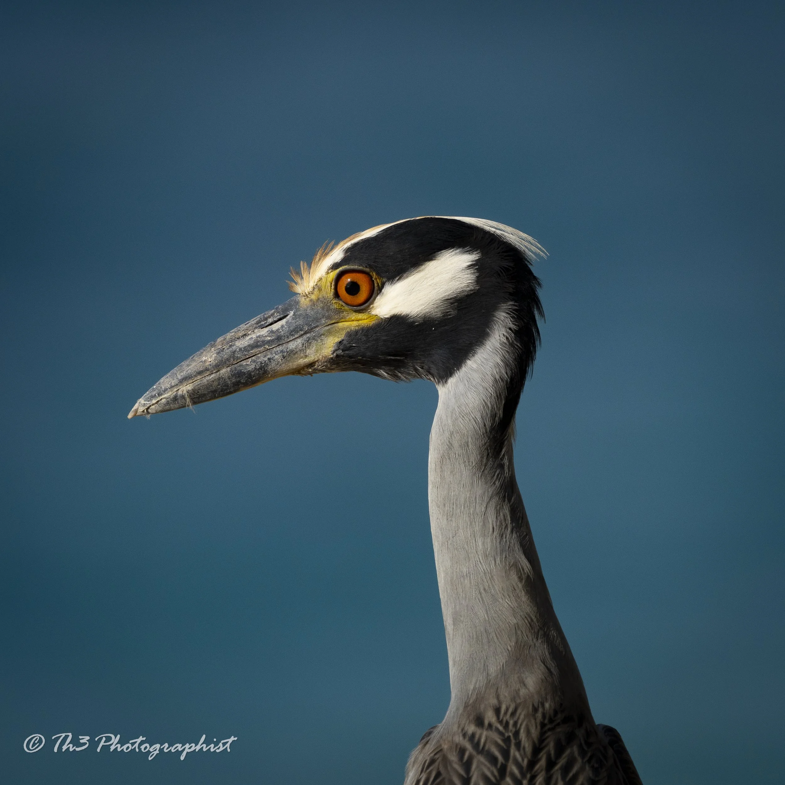 "Beak" Detail (Yellow-crowned Night Heron)