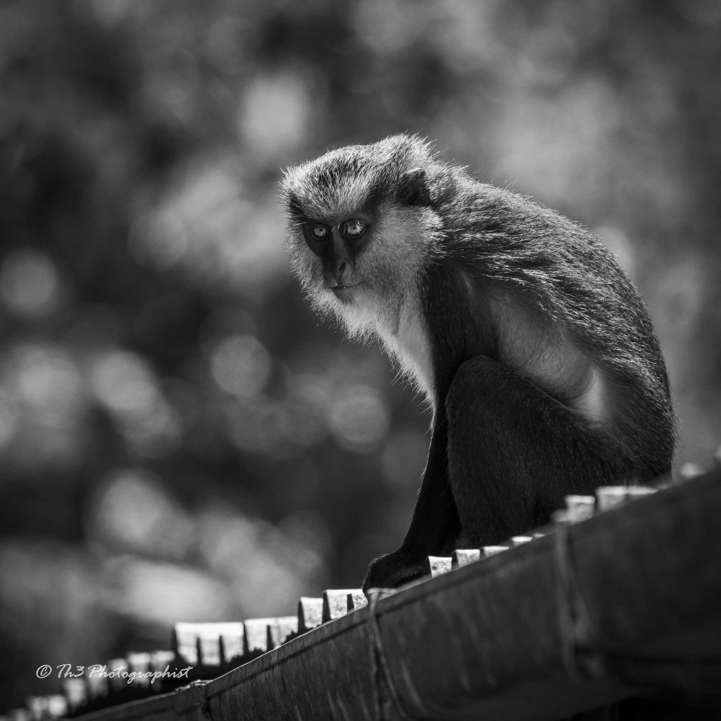 Monkey See B&W (Mona Monkey)