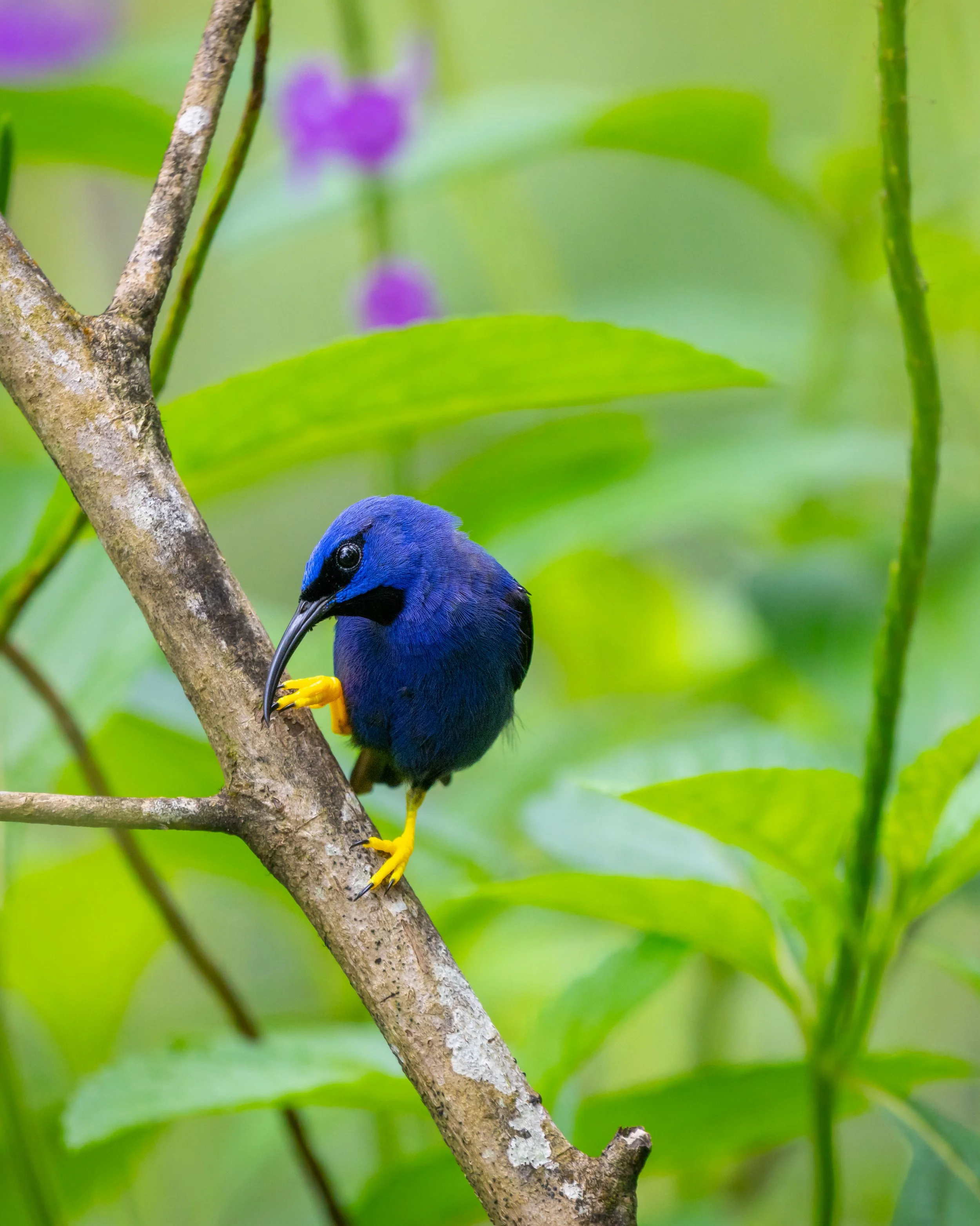 (Purple Honey Creeper)