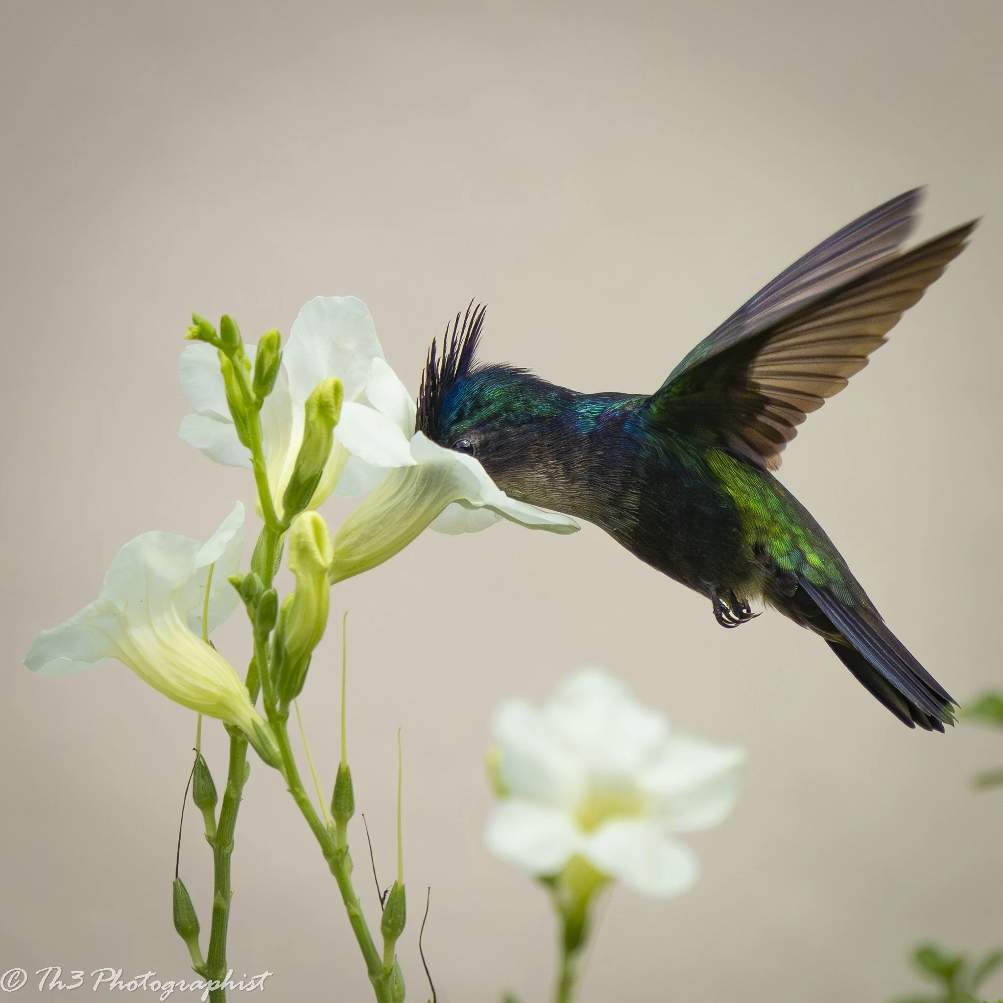 Antillean Crested Hummingbird