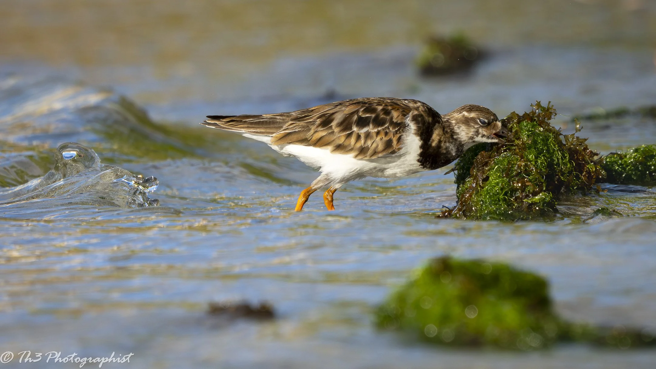 With the Tide (Ruddy Turnstone)