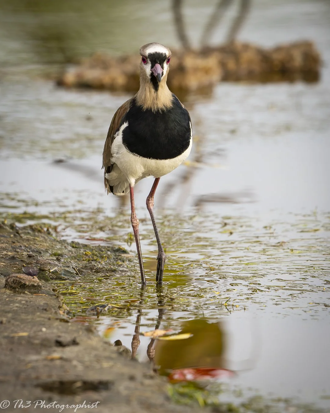Southern Lapwing