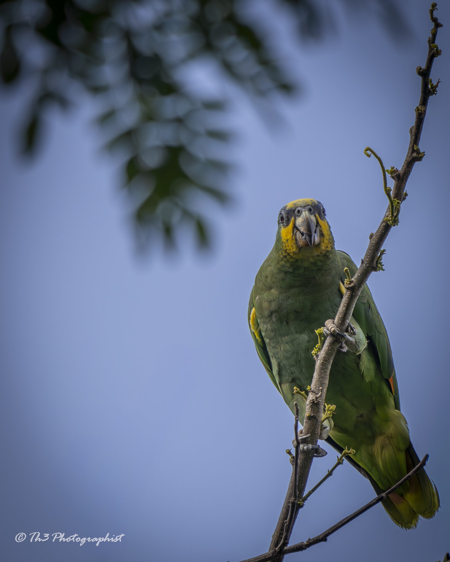 Orange Winged Amazon