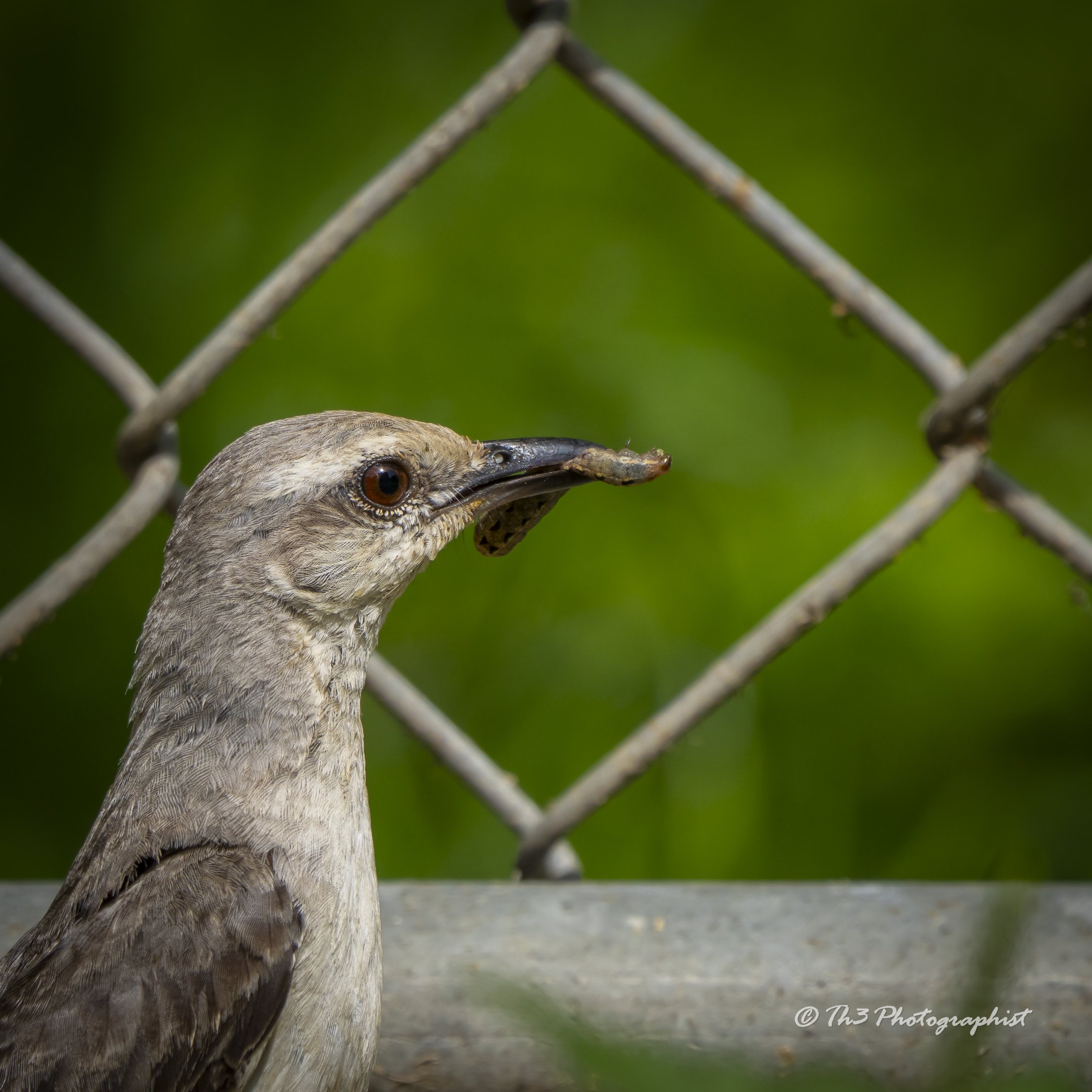 Again, What Early Bird!? ( Tropical Mockingbird)