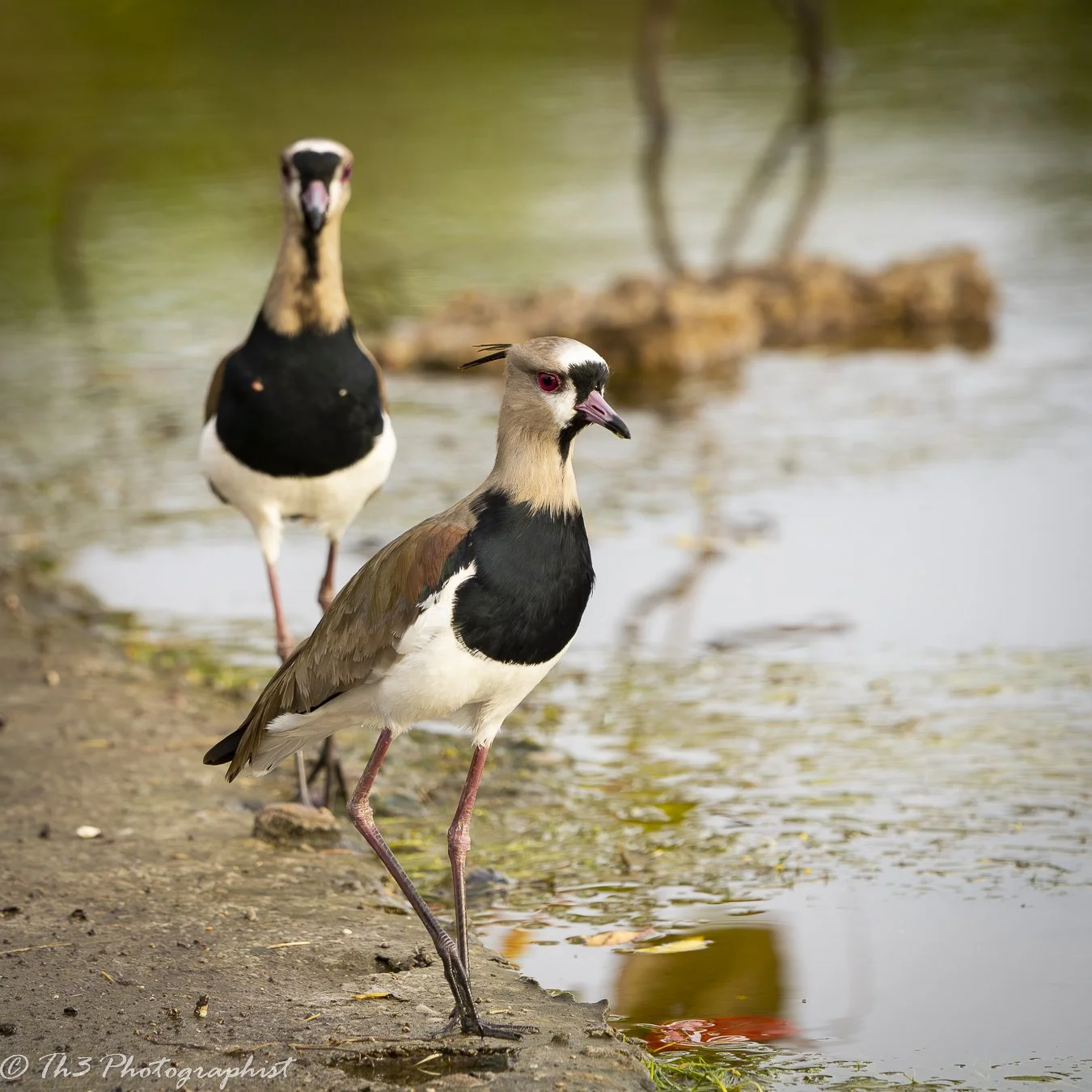A Lovers Gaze (Southern Lapwing)