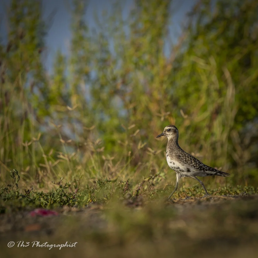 Golden Hues (American Golden Plover)