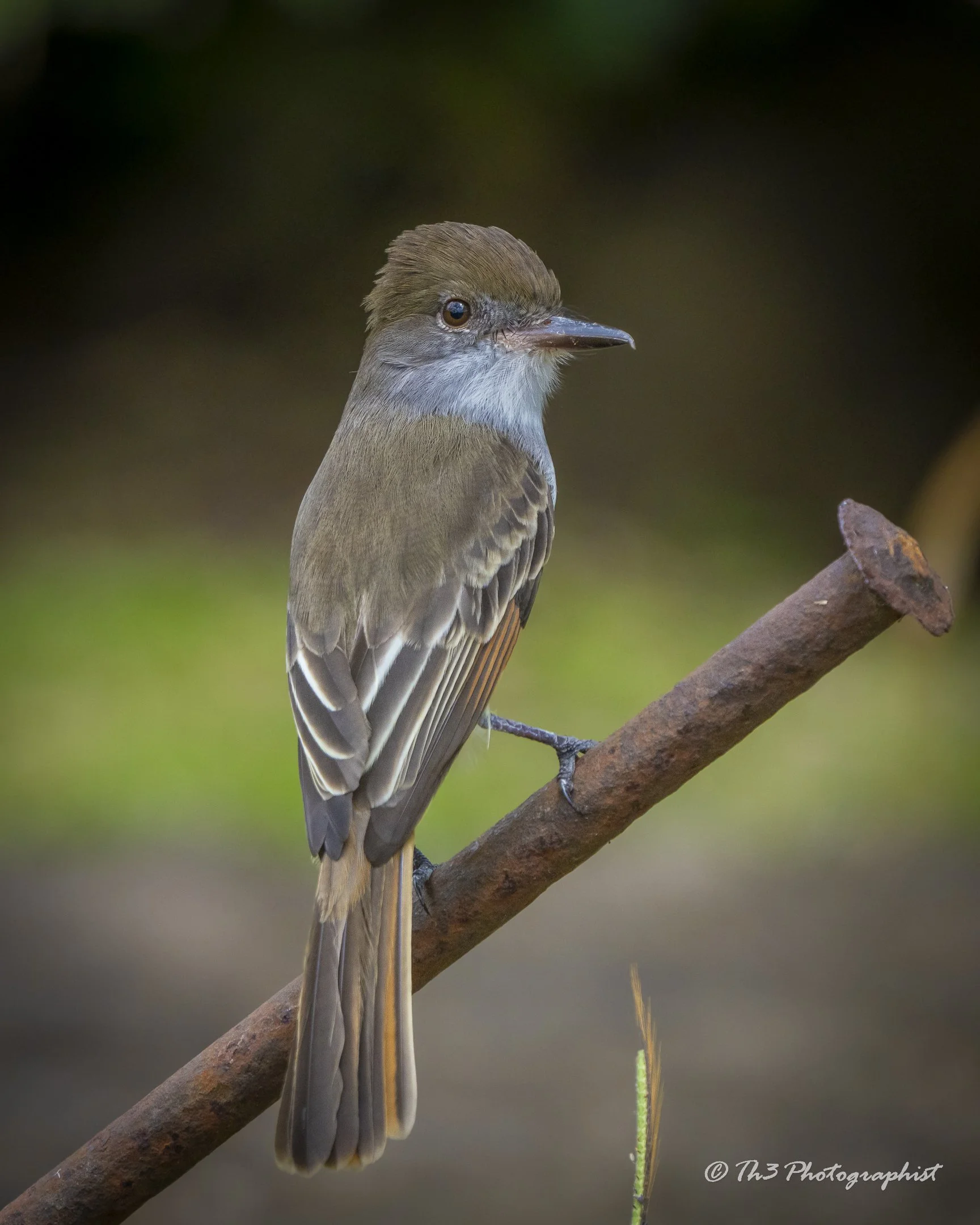 Grenada Flycatcher