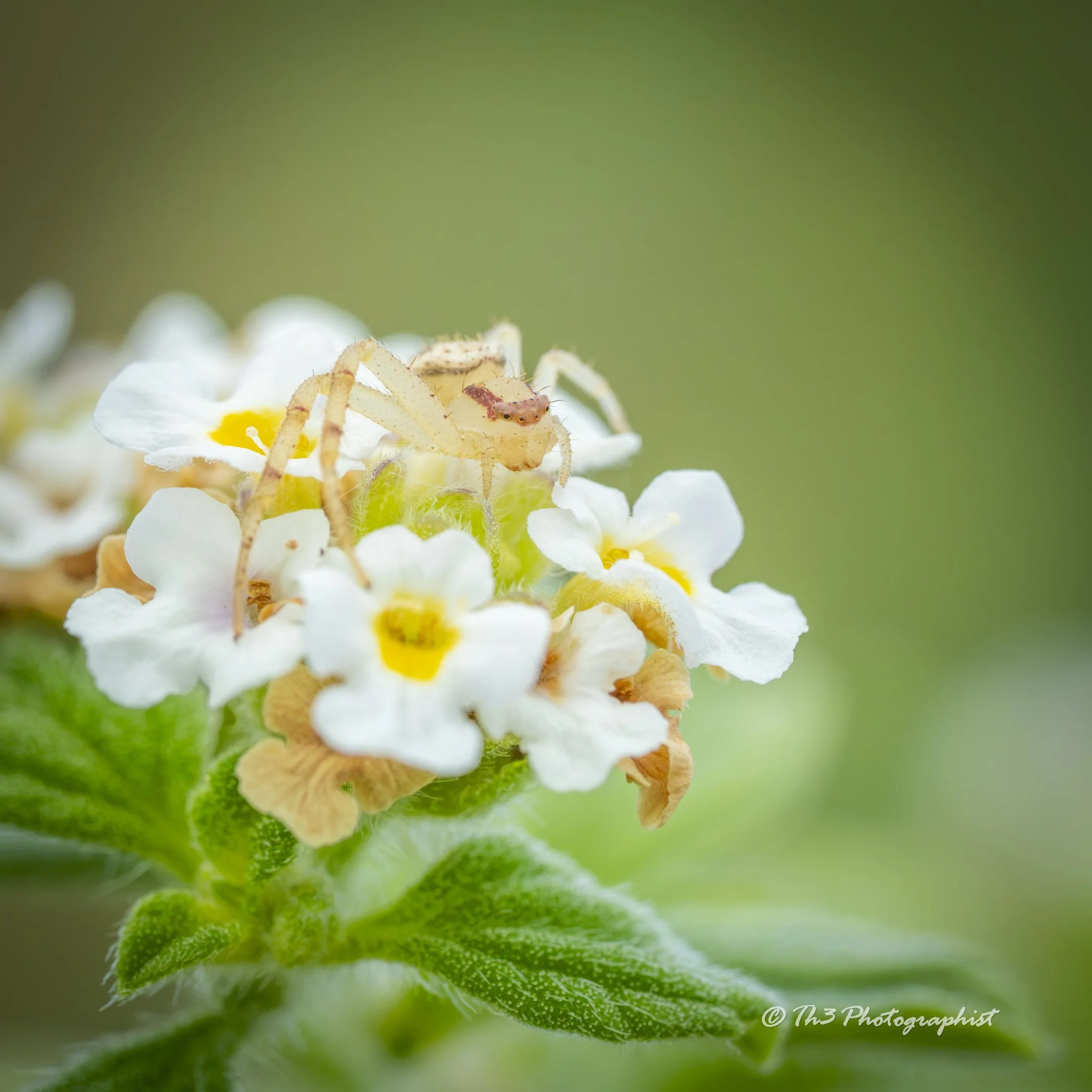 Male Crab Spider
