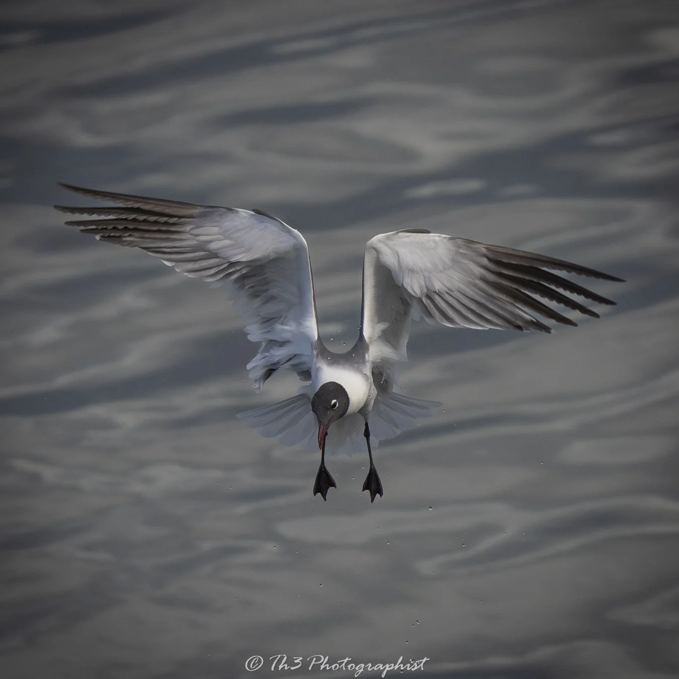 Laughing Gull