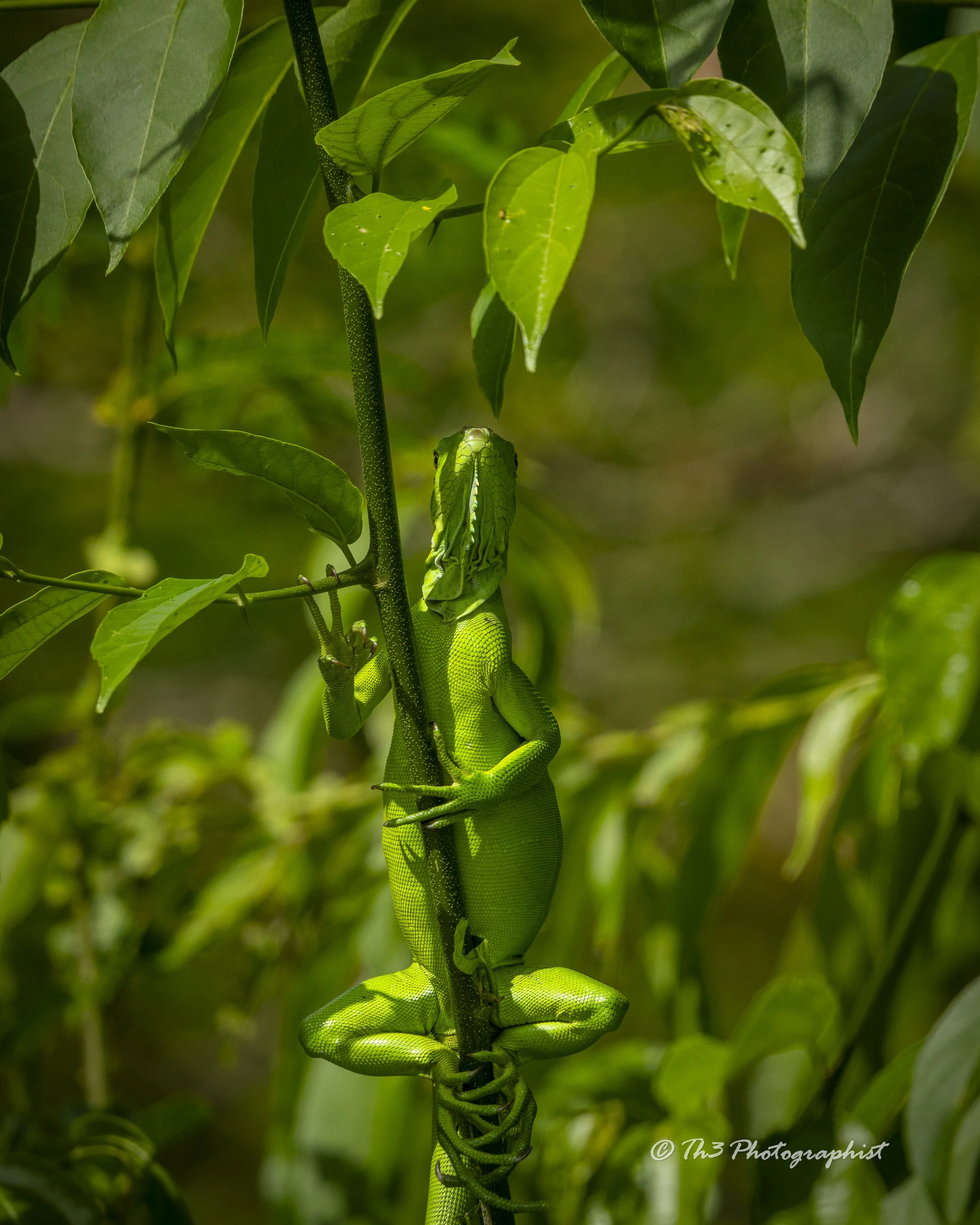 Seeing Green (Juvenile Green Iguana)