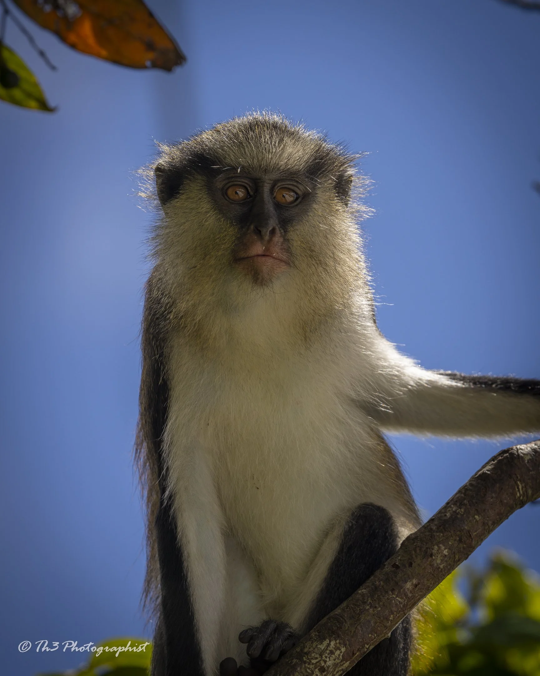 The Monkey King (Mona Monkey)
