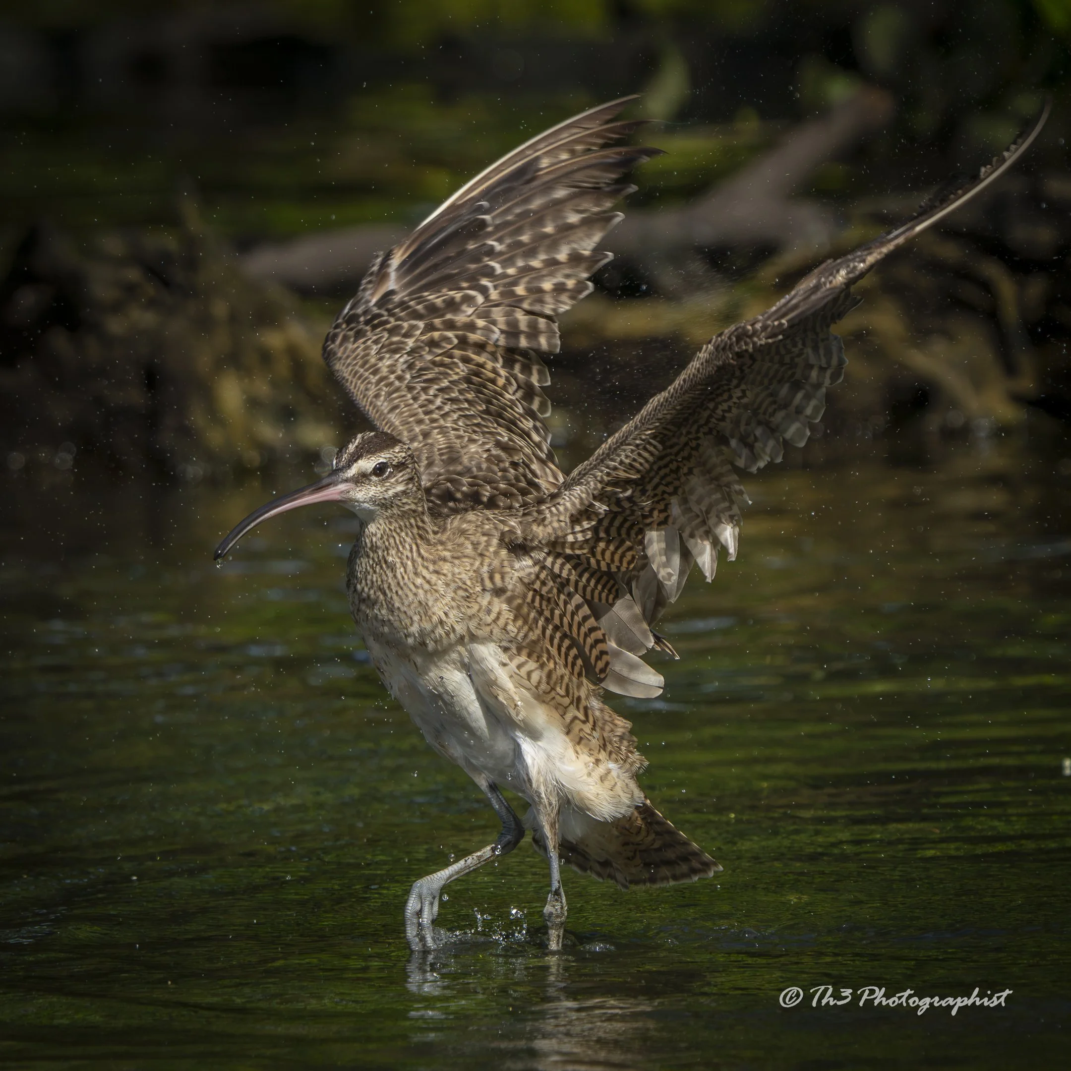 Air Dried 2 (Hudsonian Whimbrel)