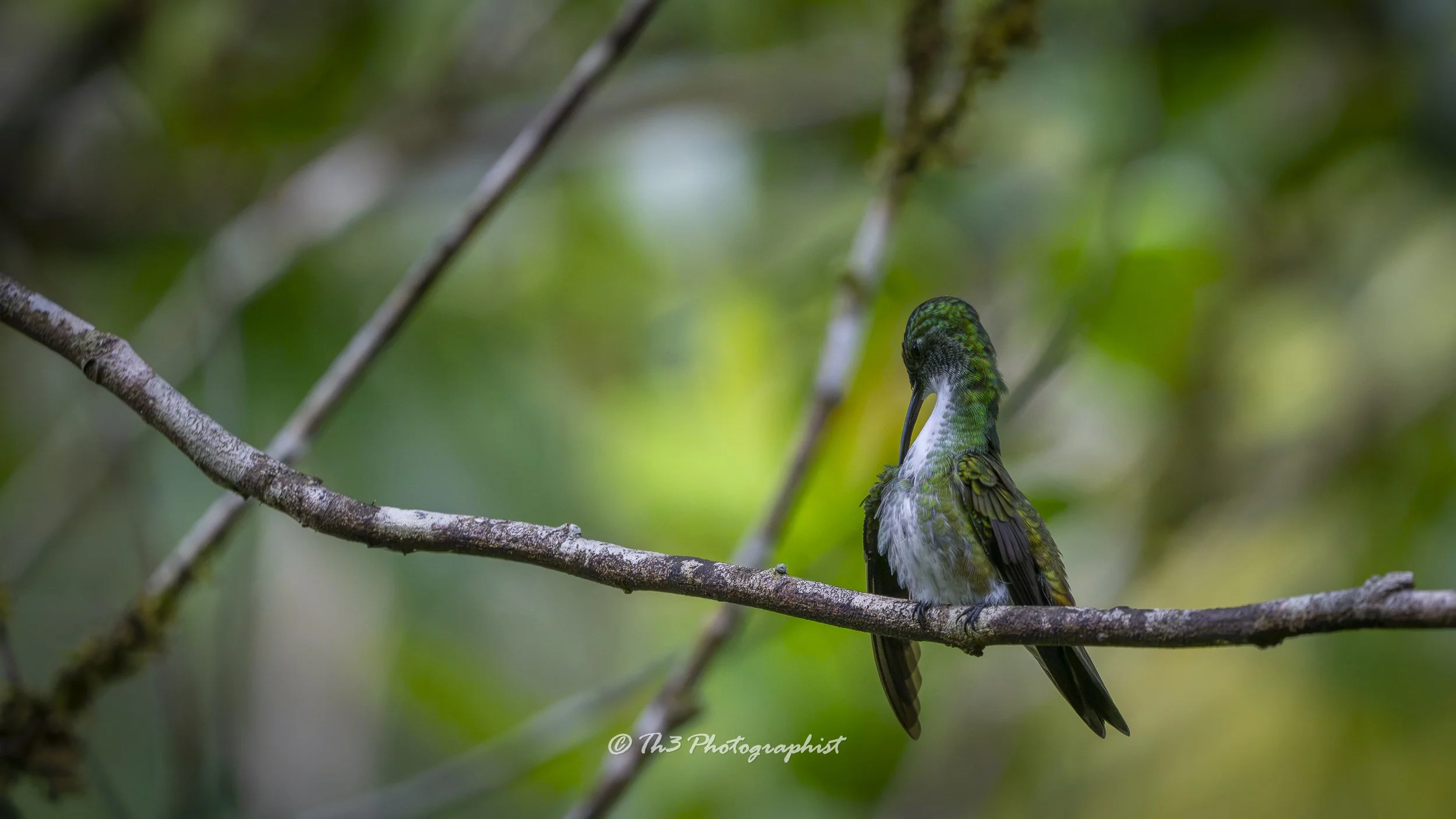 Morning Stretch (White-chested Emerald)