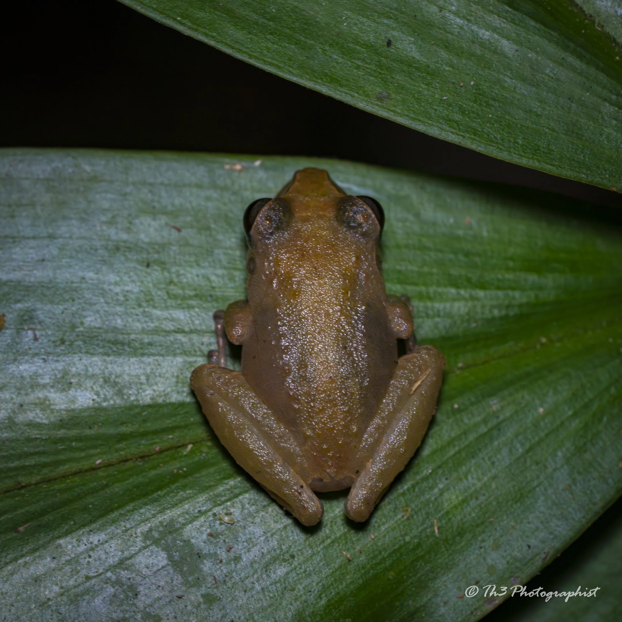 Grenada Piping Frog