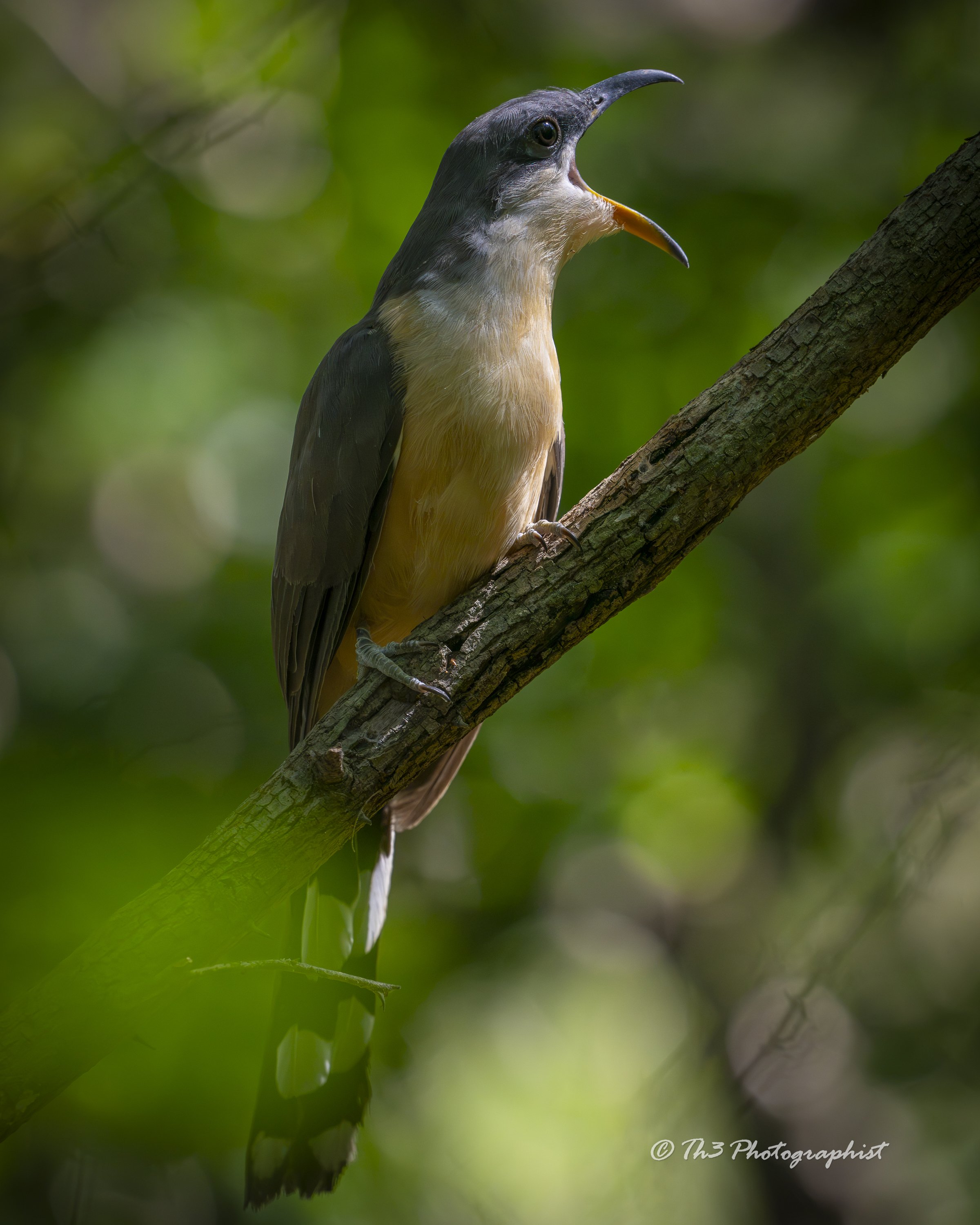 Big Mouthed (Mangrove Cuckoo)