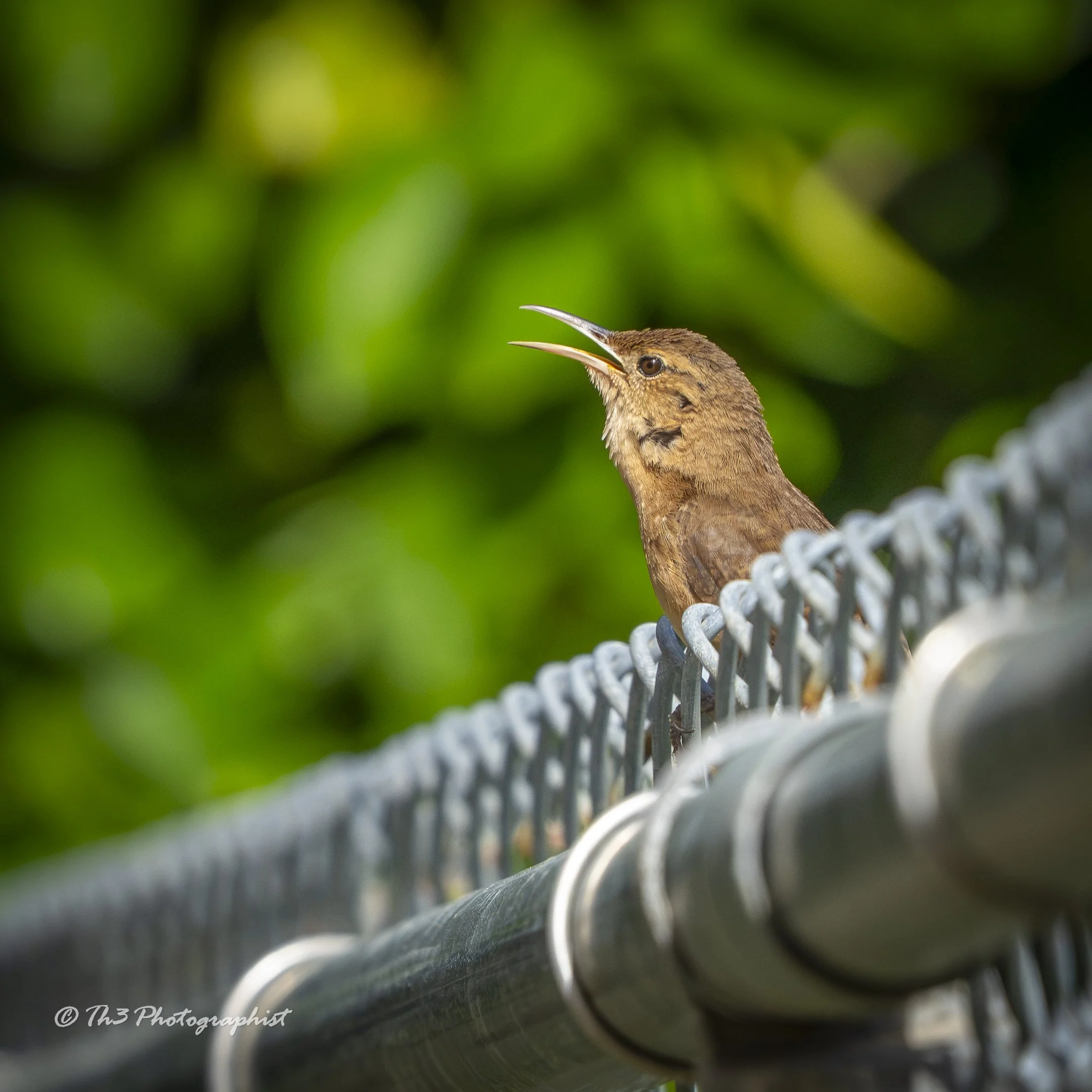 The Fenced Bird Sings (Grenada Wren)