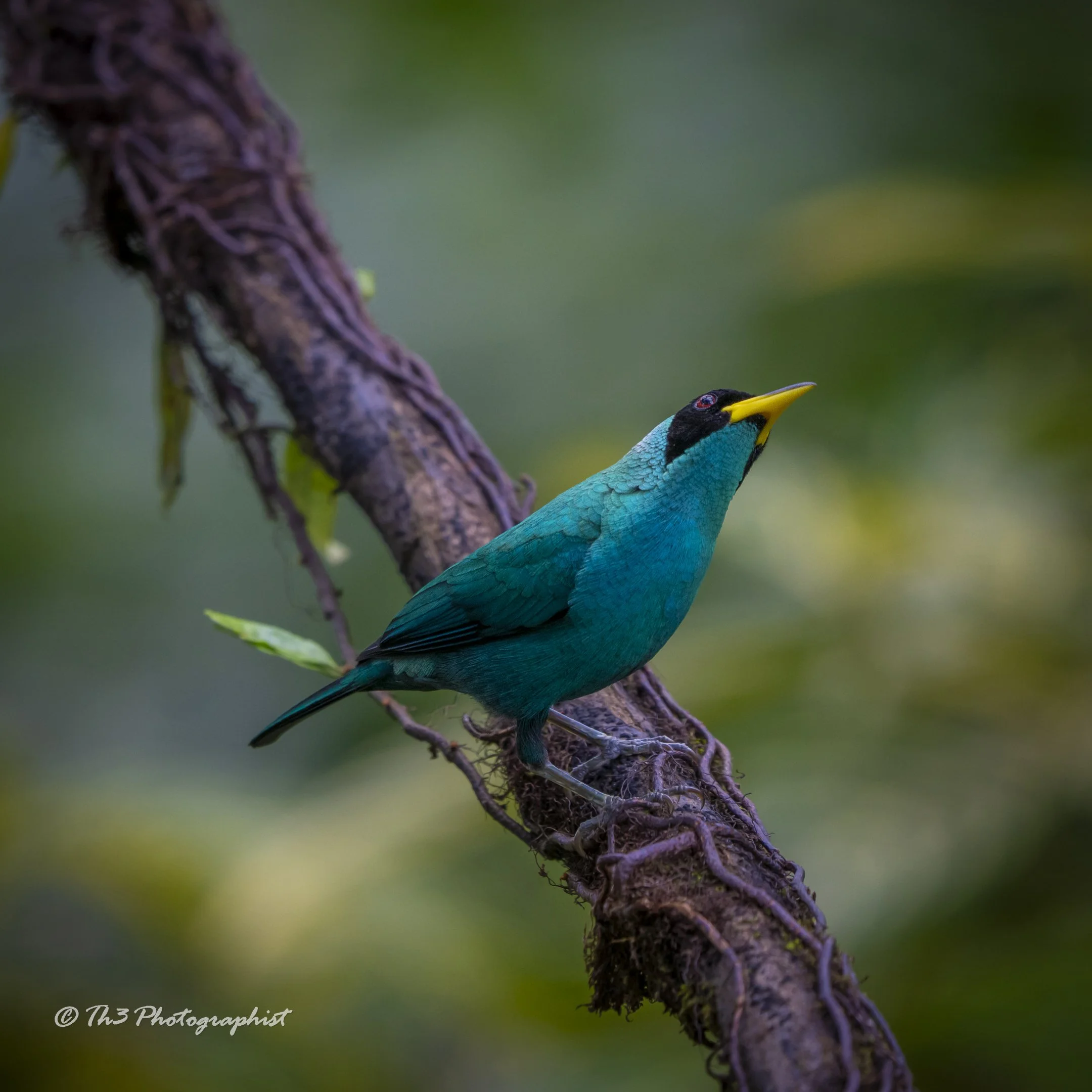 Resplendence (Green Honeycreeper)