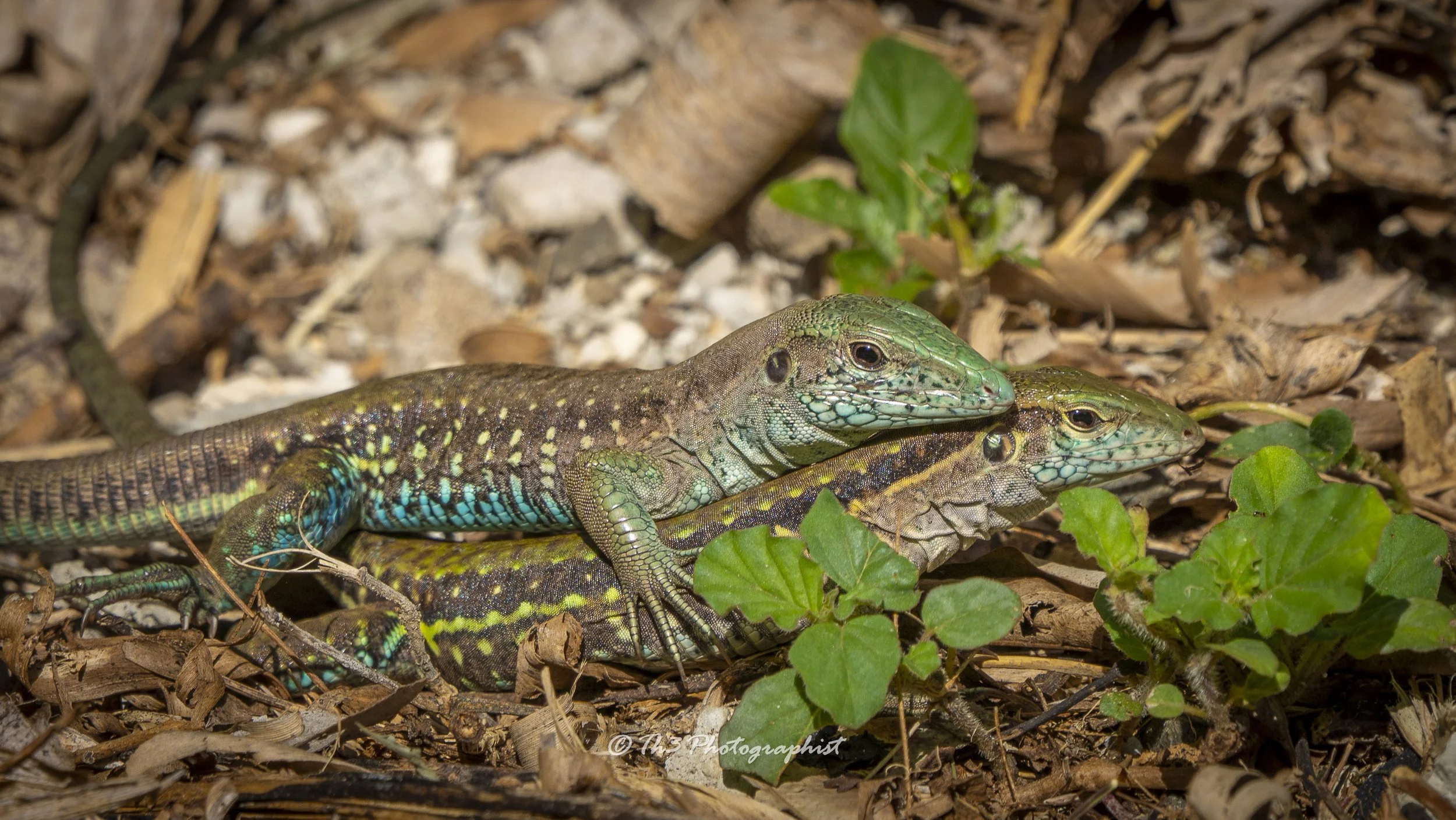 Lizard Lovin 2 (Grenadine Amoieva)