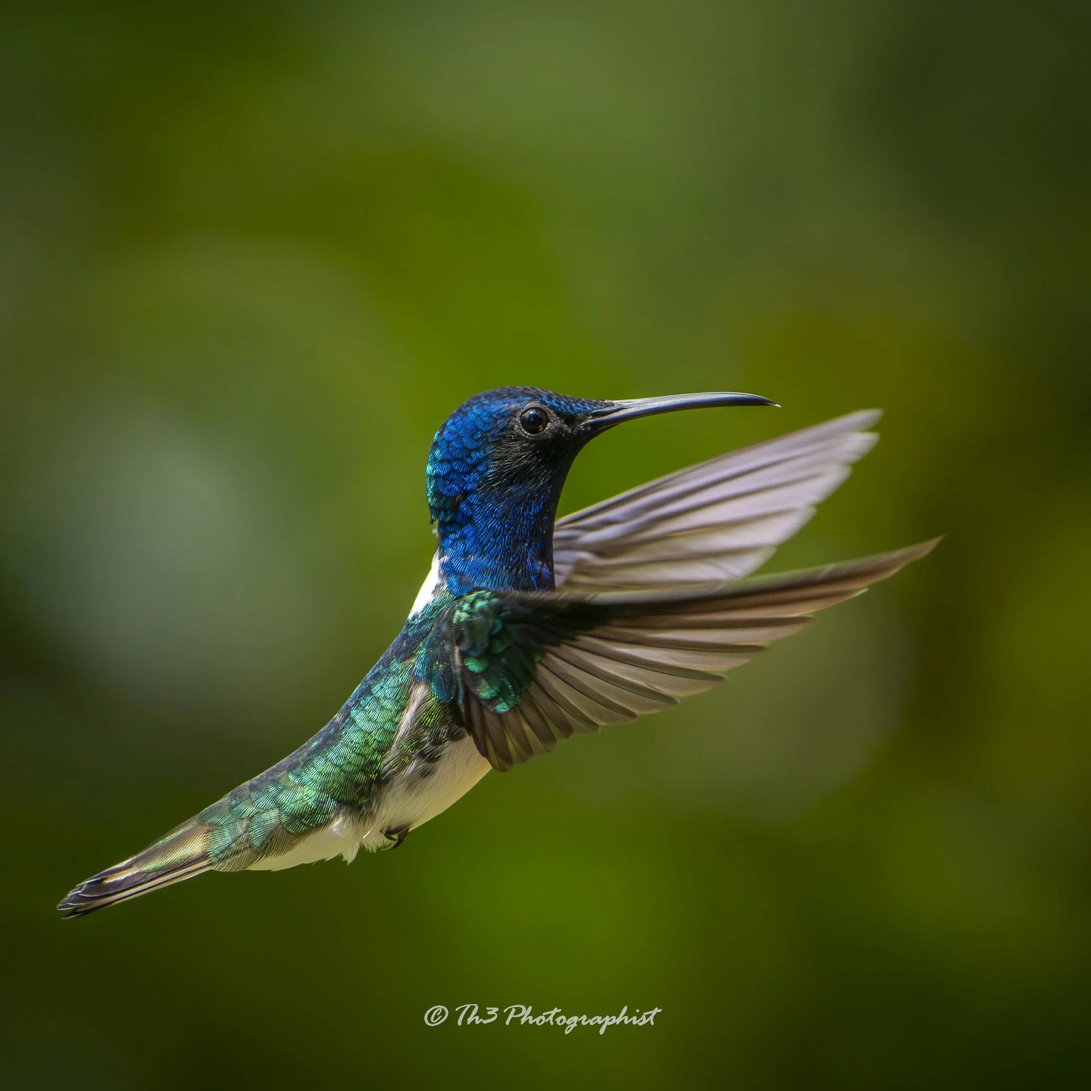 A Dance Frozen In Time ( White-necked Jacobin)