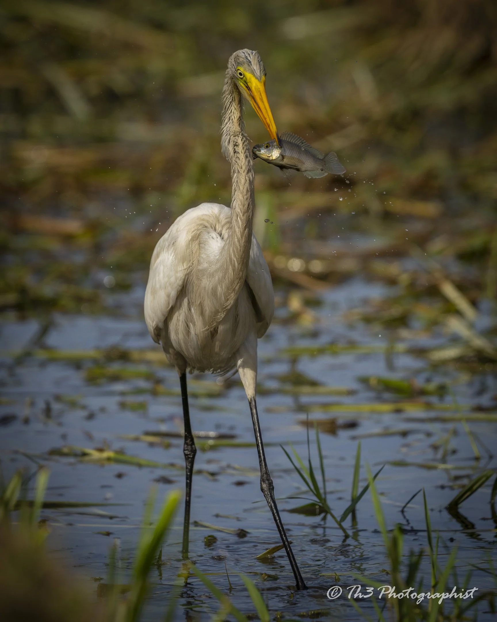 Great Egret