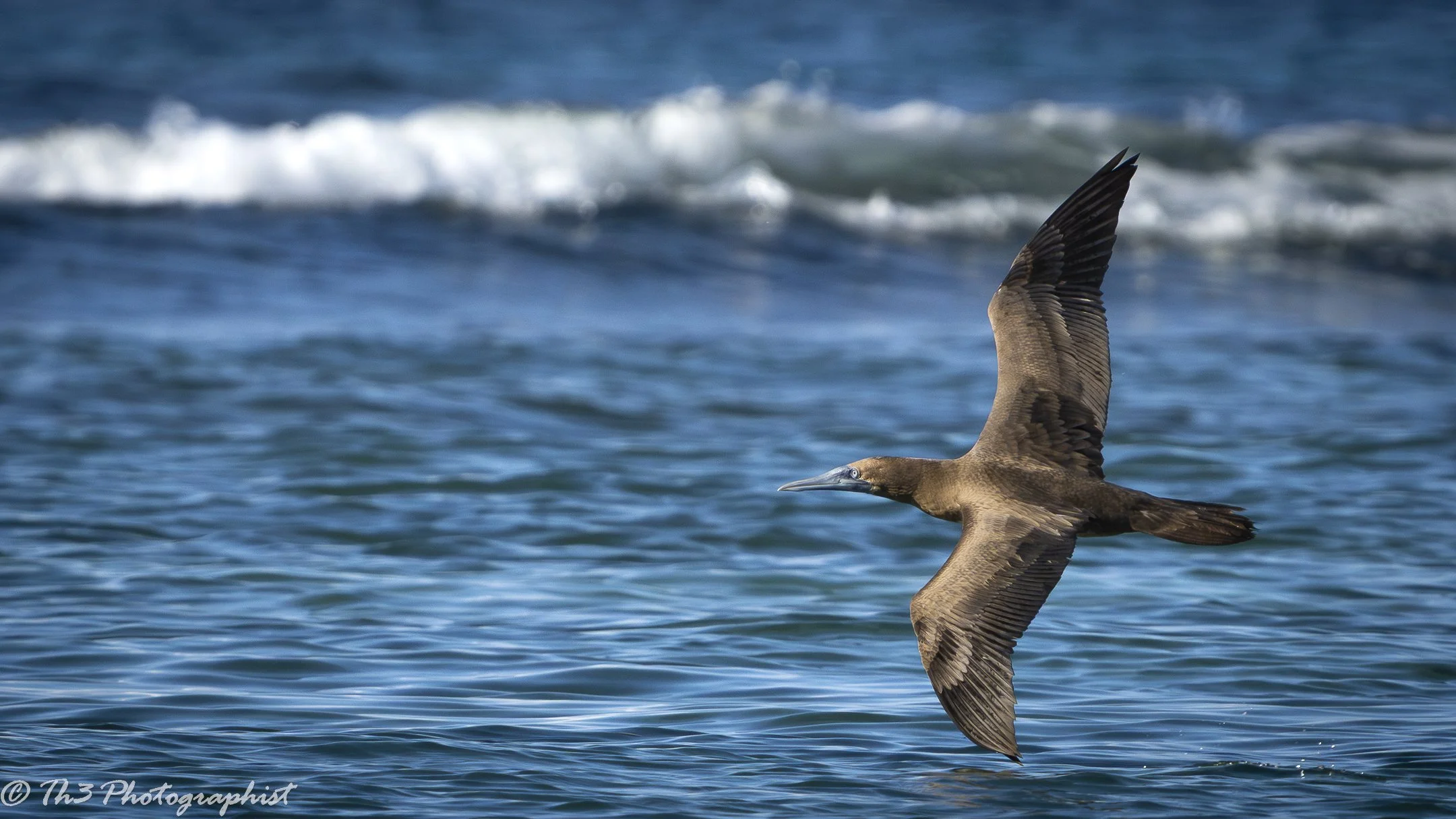 Ocean Glider (Juvenile Brown Booby)